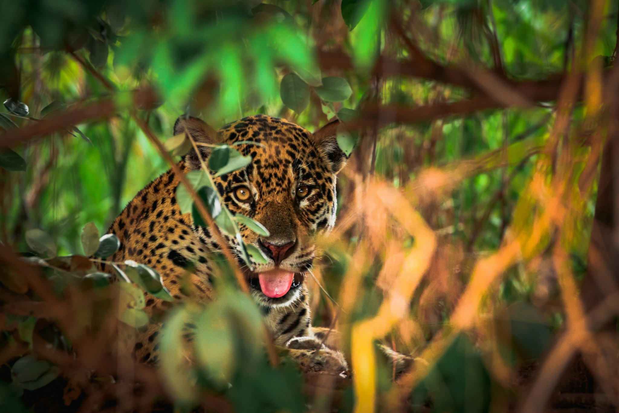 Uma onça-pintada com a boca aberta e a língua de fora espreita entre a vegetação densa do Pantanal Norte, o grande destaque dos passeios pelo Pantanal saindo de Cuiabá