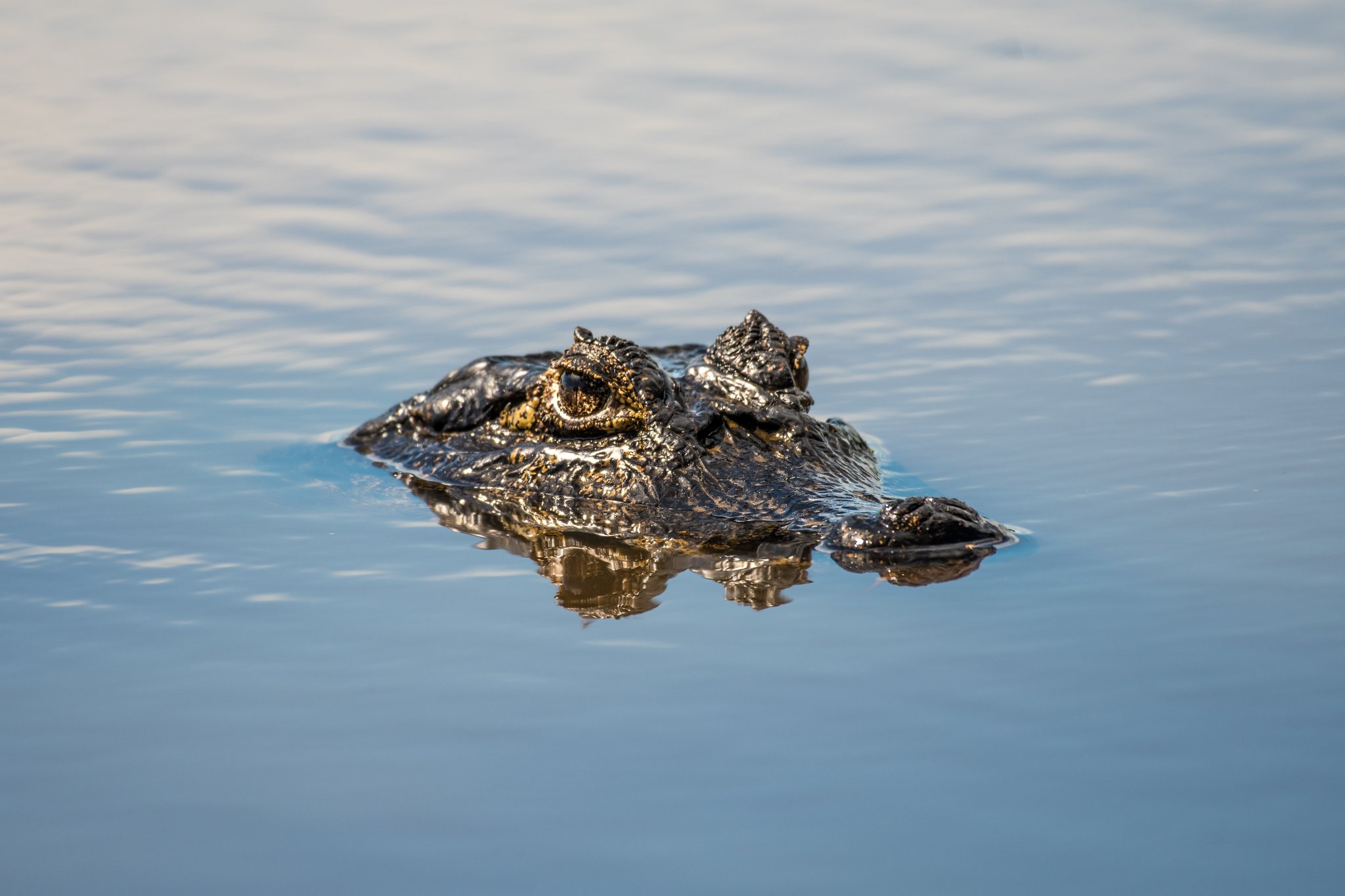 Ancient and patient — just one eye above the waterline. A caiman's dark, textured head barely breaking the surface of calm blue water on a Pantanal Bonito tour, its golden eye reflected below