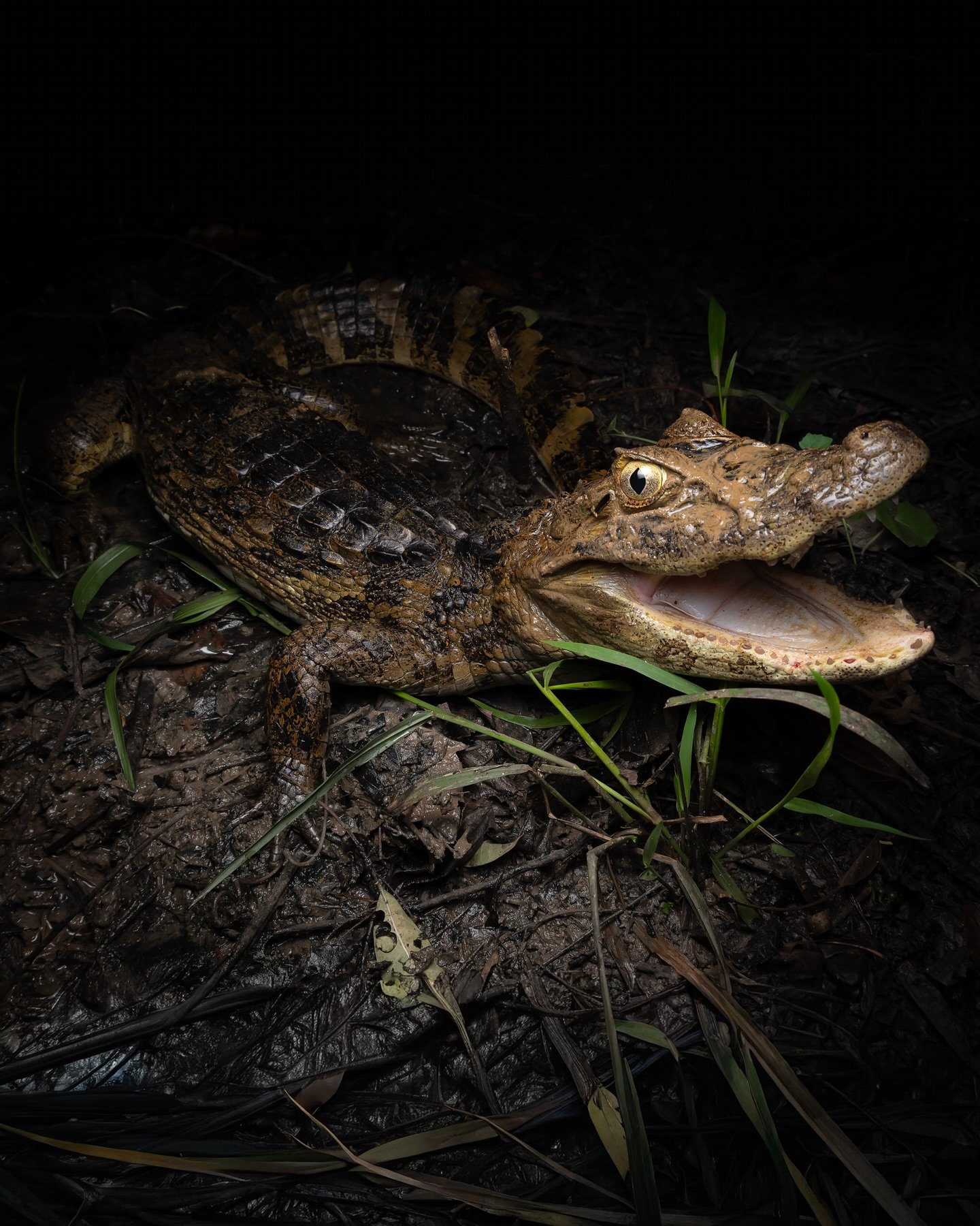 Jaws agape, a young caiman holds its ground in the darkness. A juvenile caiman photographed at close range during a Pantanal Bonito tour night safari, jaws open wide and golden eye reflecting the light against a dark muddy background