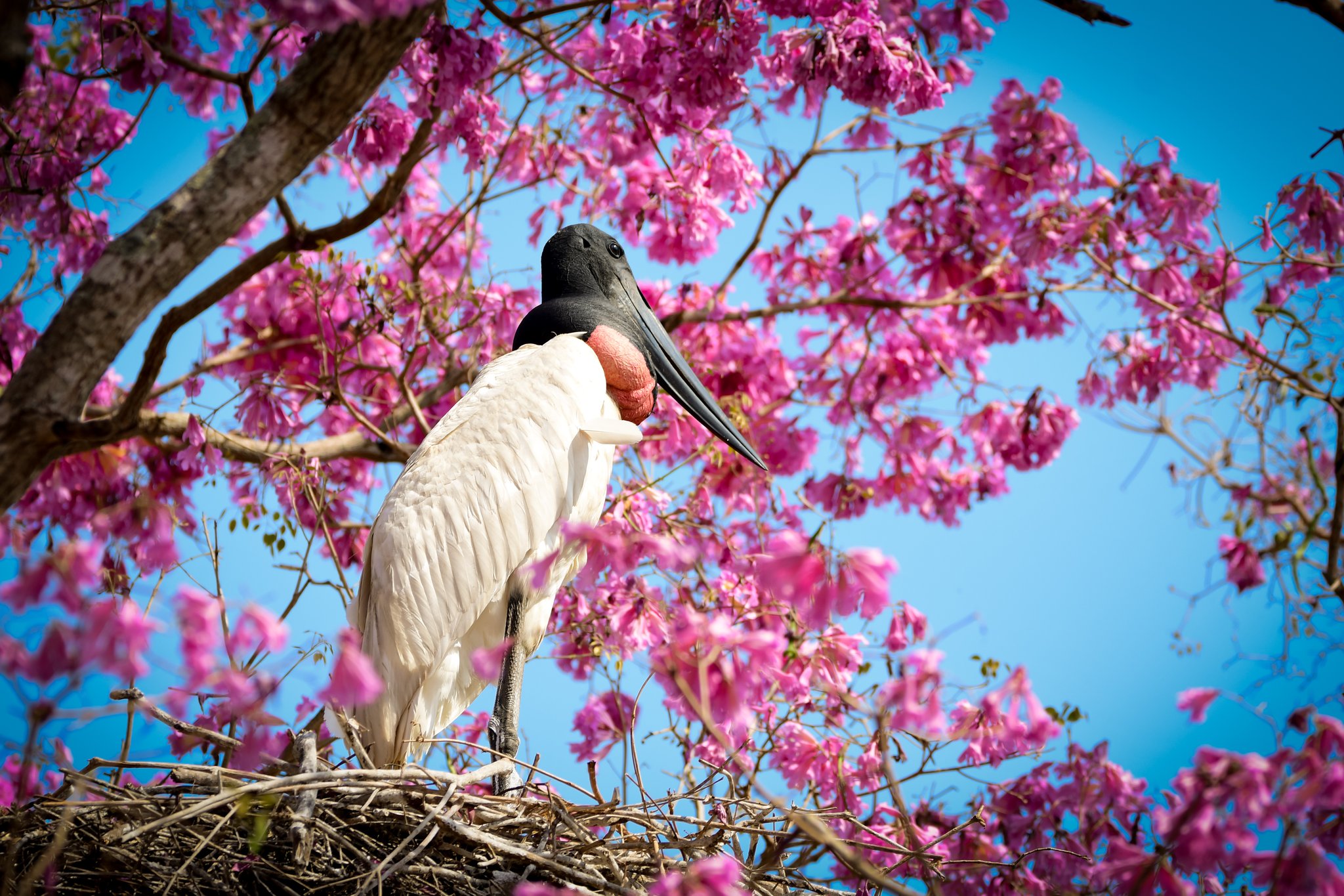 A jabiru stork standing on its large stick nest, surrounded by vivid pink blossoms against a blue sky — an iconic wildlife encounter on a Pantanal Bonito tour