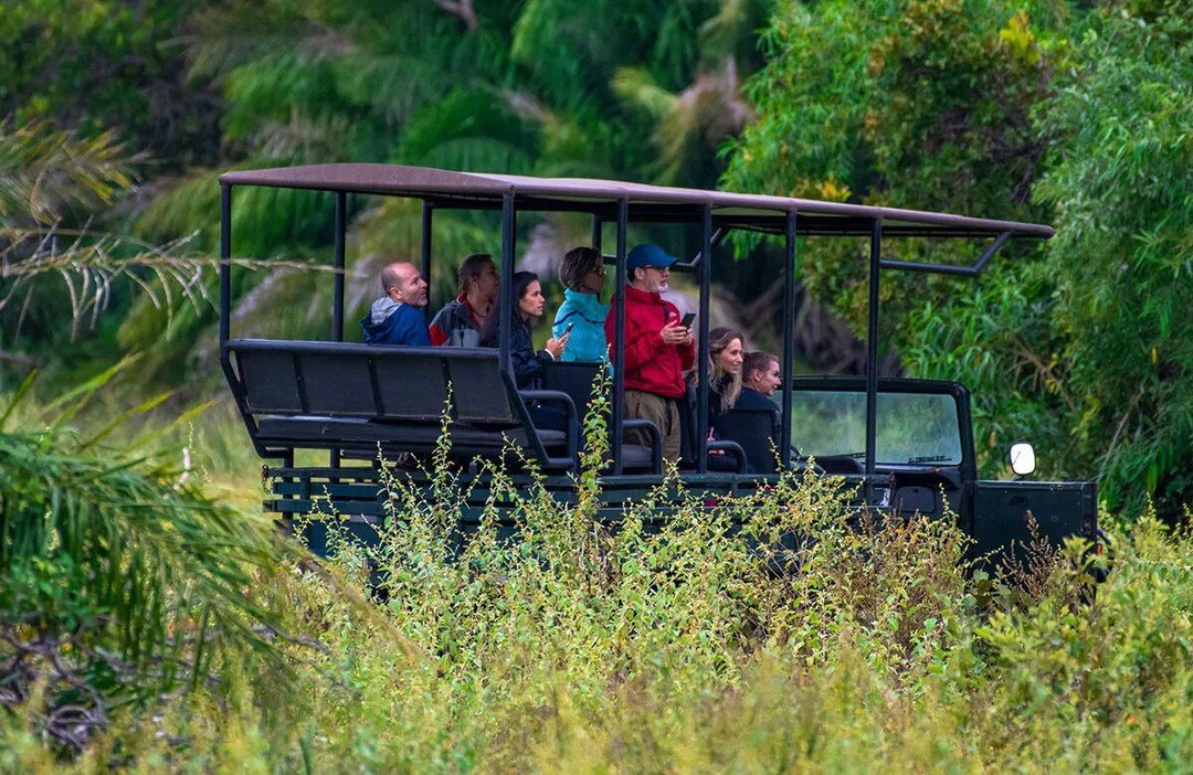 Six guests scan the bush from an open safari vehicle, deep in lush wetland scrub. A group of ecotourists standing and seated on an open-sided safari vehicle during a Pantanal Bonito tour, surrounded by dense green vegetation
