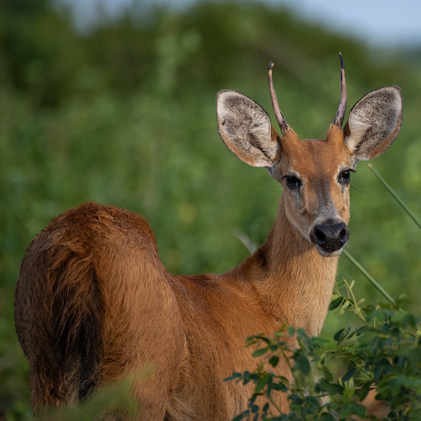 Alert eyes, velvet-tipped antlers — a marsh deer holds its ground in the green. A male marsh deer with short spike antlers gazes directly at the camera amid lush green shrubs on a Pantanal Bonito tour