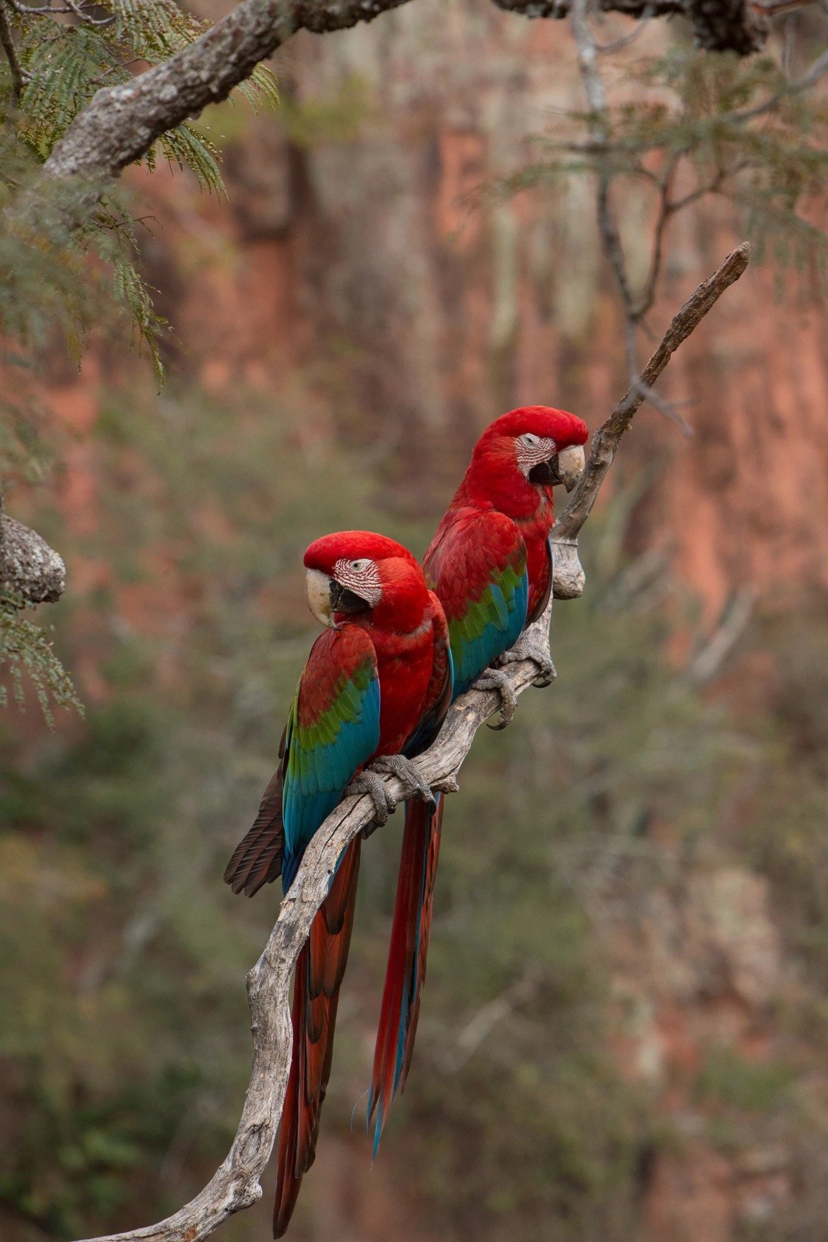 Two red-and-green macaws perched side by side on a bare branch, with warm red sandstone cliffs visible in the blurred background — a vivid wildlife encounter on a Pantanal Bonito tour