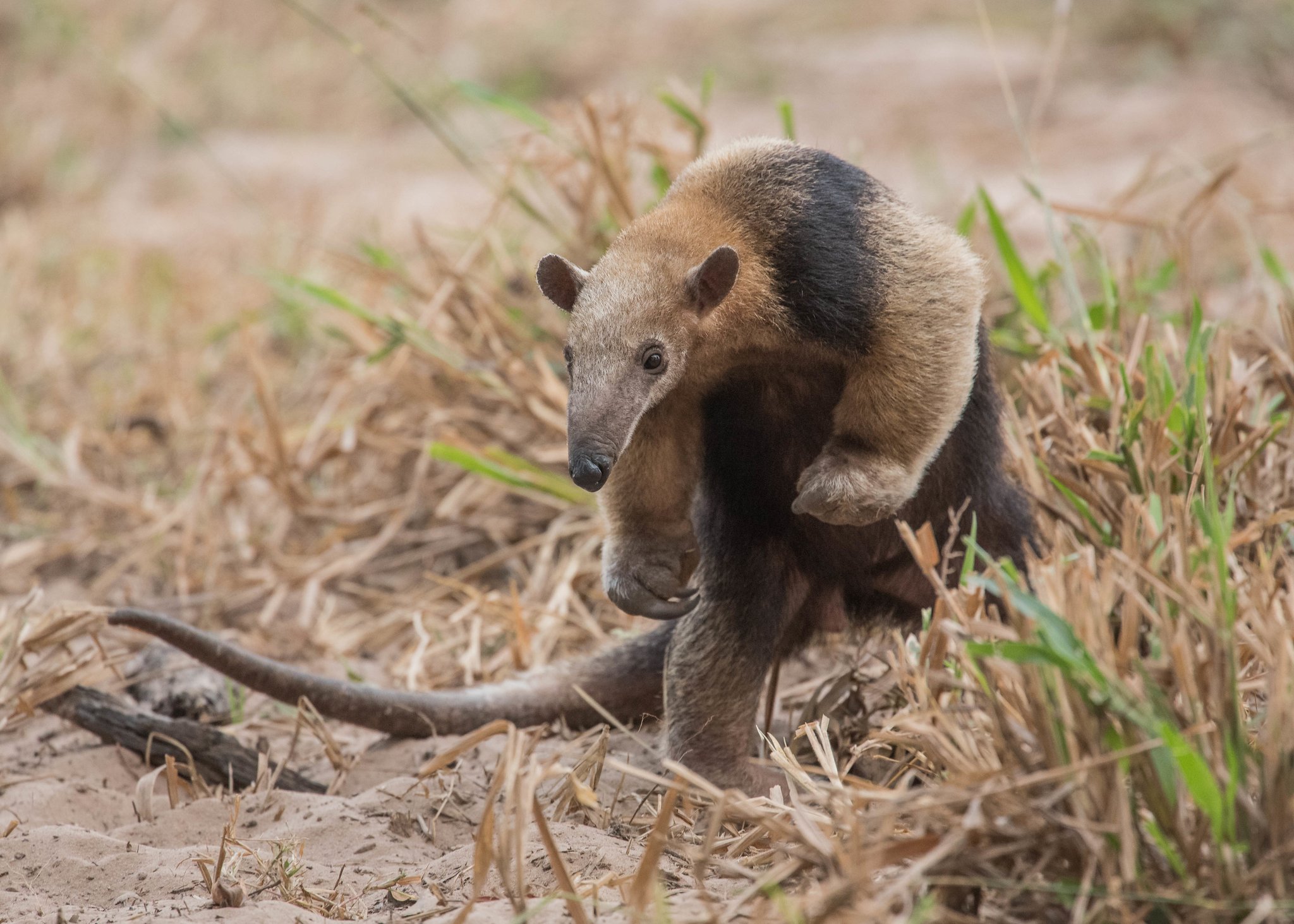 Small but mighty — the tamandua goes about its day, unbothered. Photo: Tris Enticknap A southern tamandua pauses mid-stride on sandy ground amid dry grass on a Pantanal Bonito tour wildlife encounter