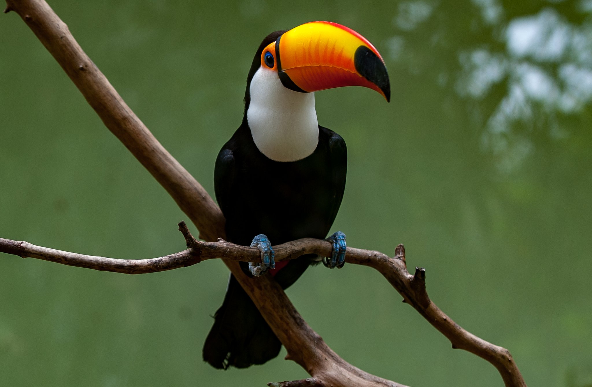 That bill is not a rumour — up close, it's even more extraordinary. Photo: YES BRASIL A toco toucan with its vivid orange-and-yellow bill perched on a bare branch against a soft green background, spotted on a Pantanal Bonito tour