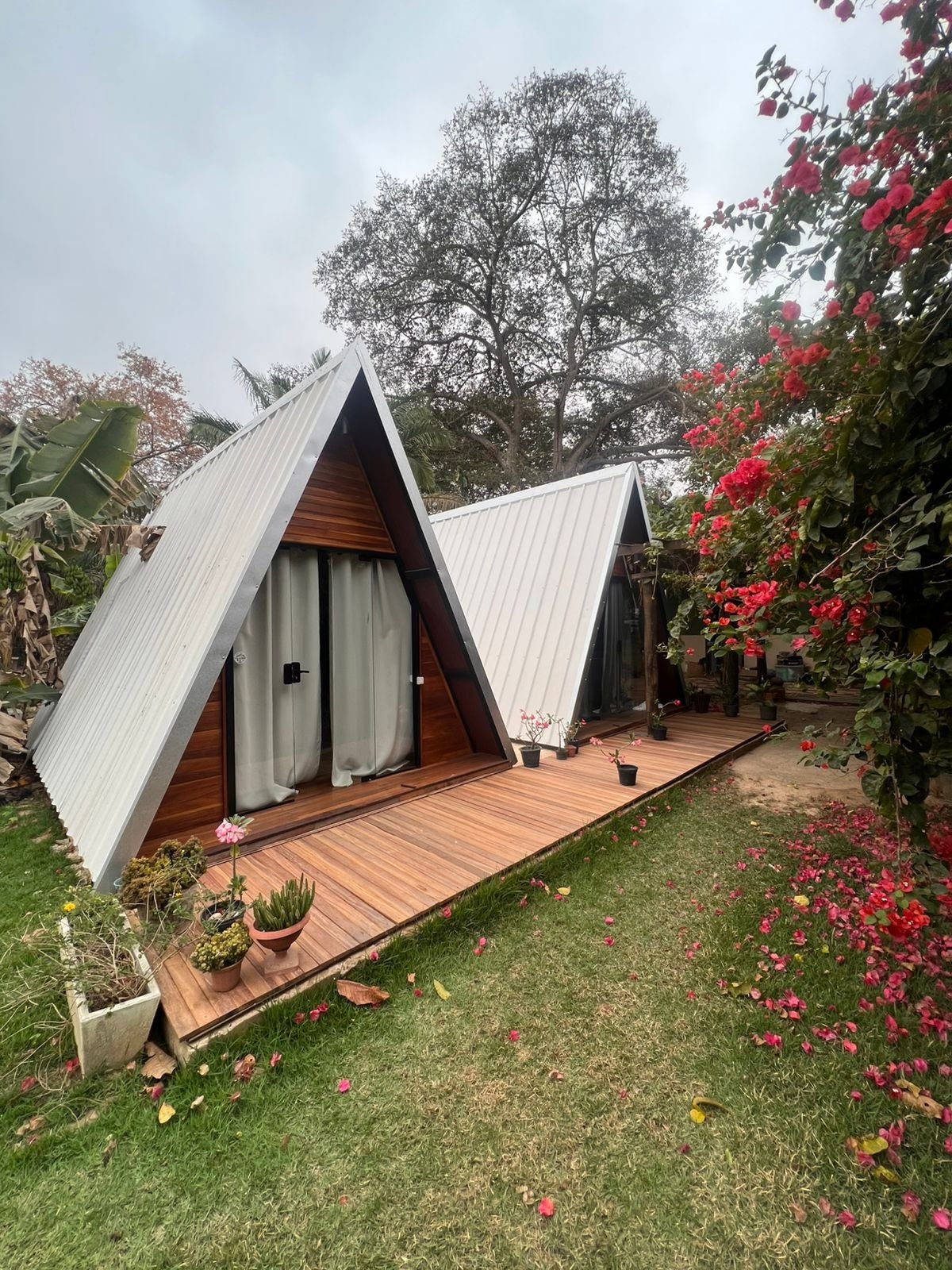 Cosy A-frame cabins framed by bougainvillea — simple comfort at the edge of the wild. Two A-frame cabins with timber decks and metal roofs set in a garden with red bougainvillea, part of a pantanal jaguar budget safari lodge