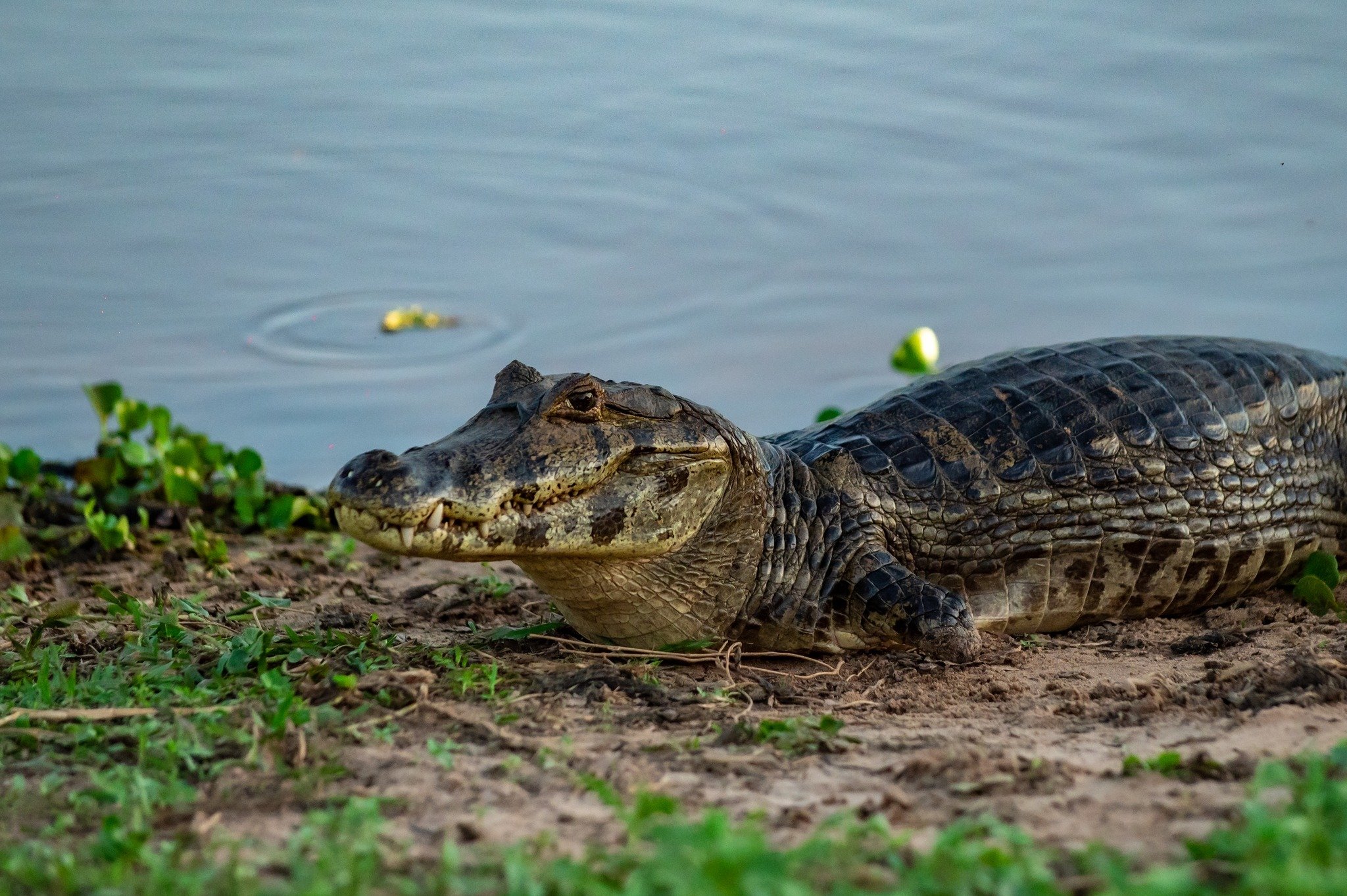 A large caiman resting on a sandy riverbank at the water's edge during a pantanal jaguar budget safari, its textured scales and teeth visible in close-up detail