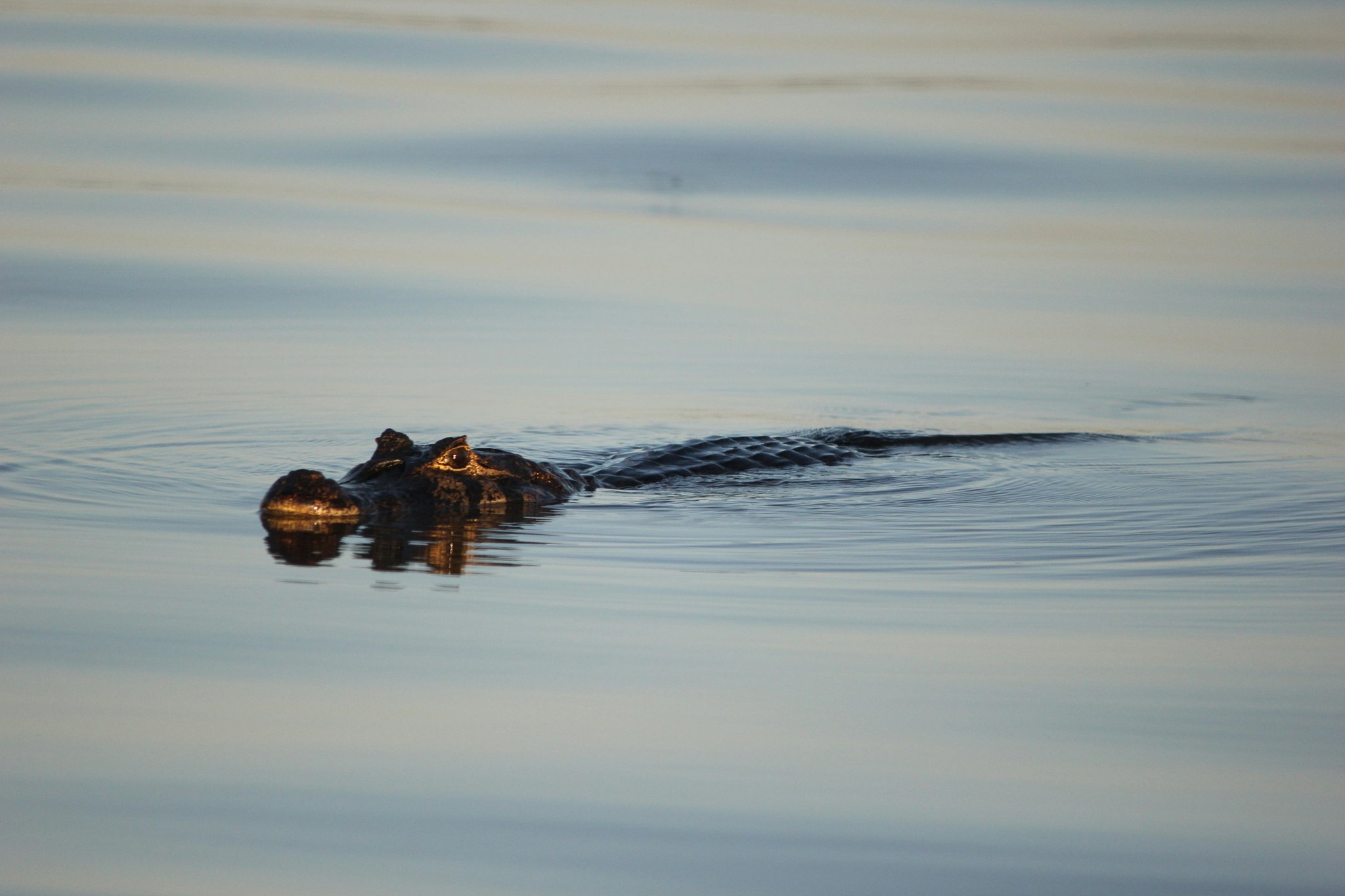 Barely a ripple — the wetlands keep their secrets close. A caiman gliding silently at the water's surface during a pantanal jaguar budget safari, only its head and back visible above the calm, mirror-like river