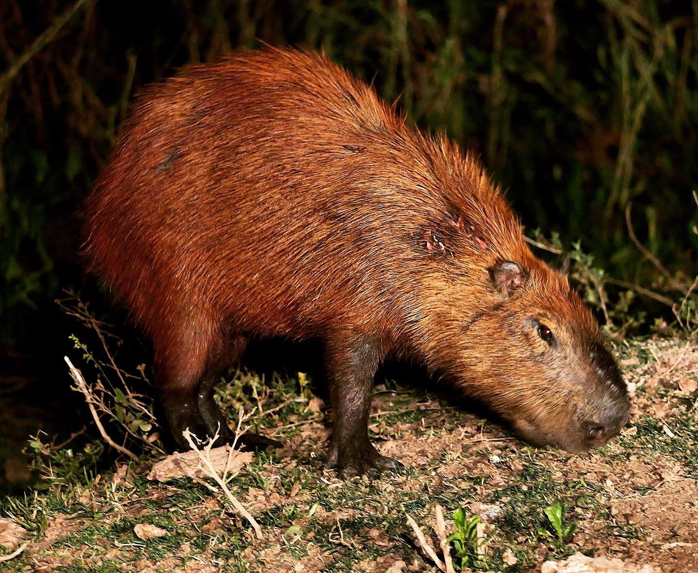 Stocky, rust-furred, and utterly at home in the dark. A capybara forages along a dark riverbank at night during a pantanal jaguar budget safari, its reddish-brown coat lit by a spotlight against dense vegetation