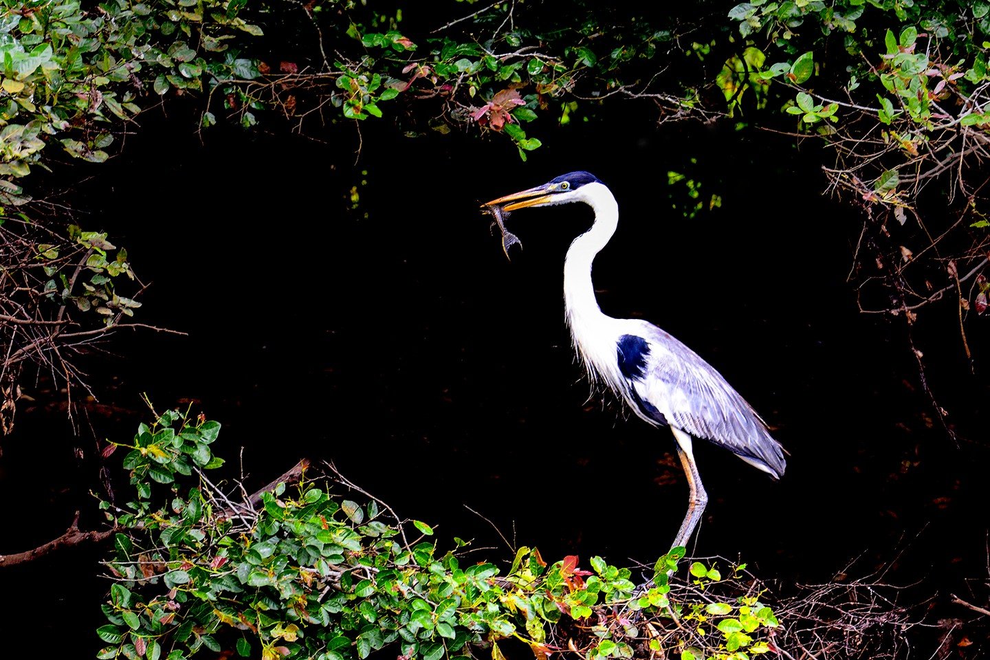 Patient hunter, instant reward — fish in bill and not a drop wasted. A cocoi heron stands on riverbank vegetation holding a freshly caught fish in its beak, framed by dark tropical foliage on a pantanal jaguar budget safari