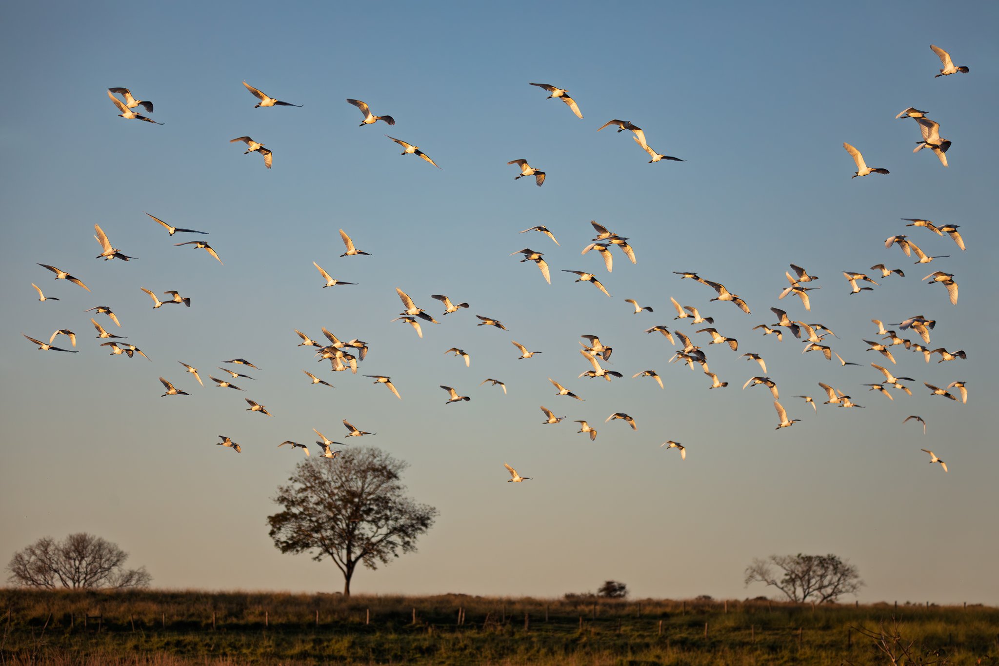 Hundreds of wings catch the last light above the open savannah. Photo: Artush A large flock of white wading birds takes flight over open grassland at golden hour on a pantanal jaguar budget safari, with lone tree silhouettes against a clear blue sky