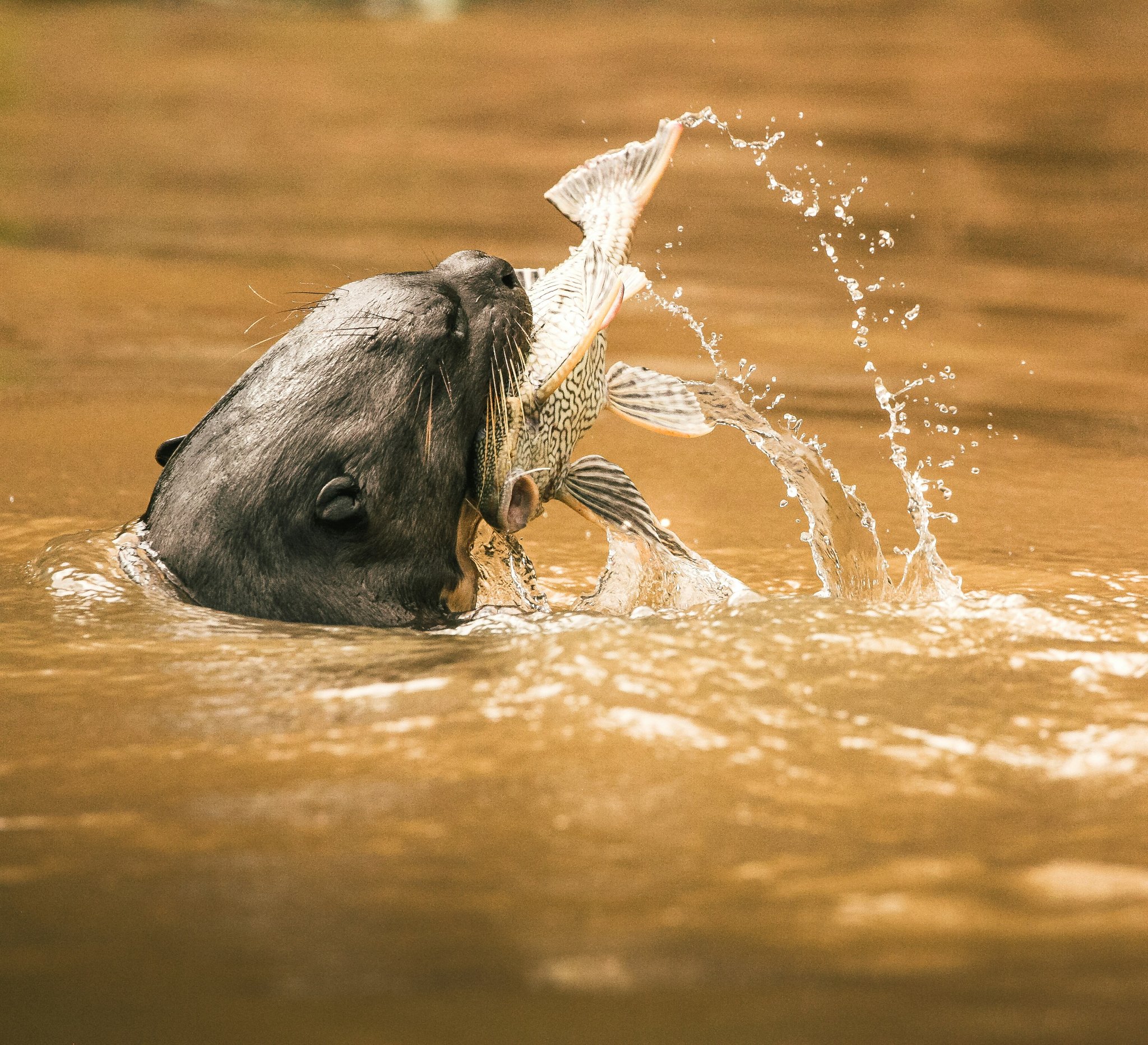 Seconds from success — a giant otter wrestles its catch from the river. A giant otter surfaces in murky brown water gripping a large patterned fish in its jaws during a pantanal jaguar budget safari boat excursion
