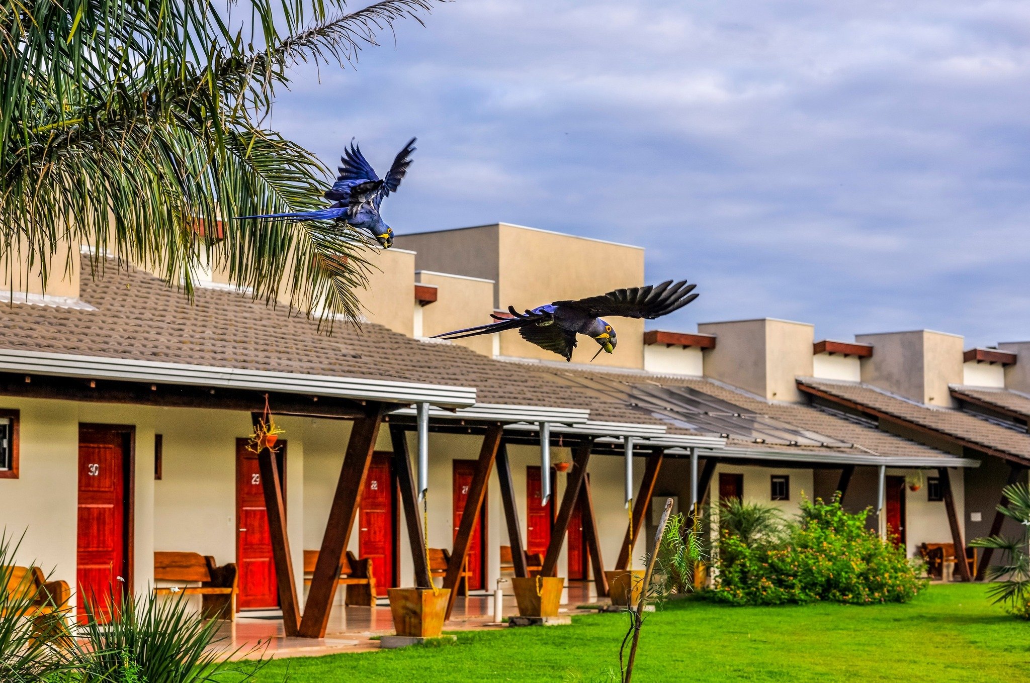Two hyacinth macaws sweep low over the lodge — wildlife arrives without warning here. Two hyacinth macaws in flight over the tiled rooftops and red-doored bungalows of a Pantanal lodge on this pantanal jaguar budget safari