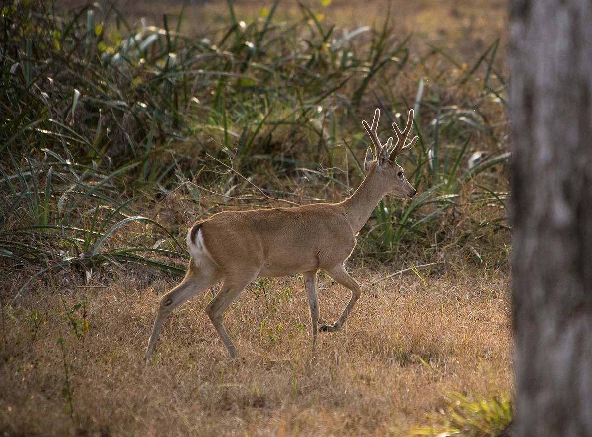 Velvet antlers, golden grass — a young buck moves through the open savannah. A male deer with velvet antlers trotting through dry golden grassland on a pantanal jaguar budget safari, with dense green shrubs in the background