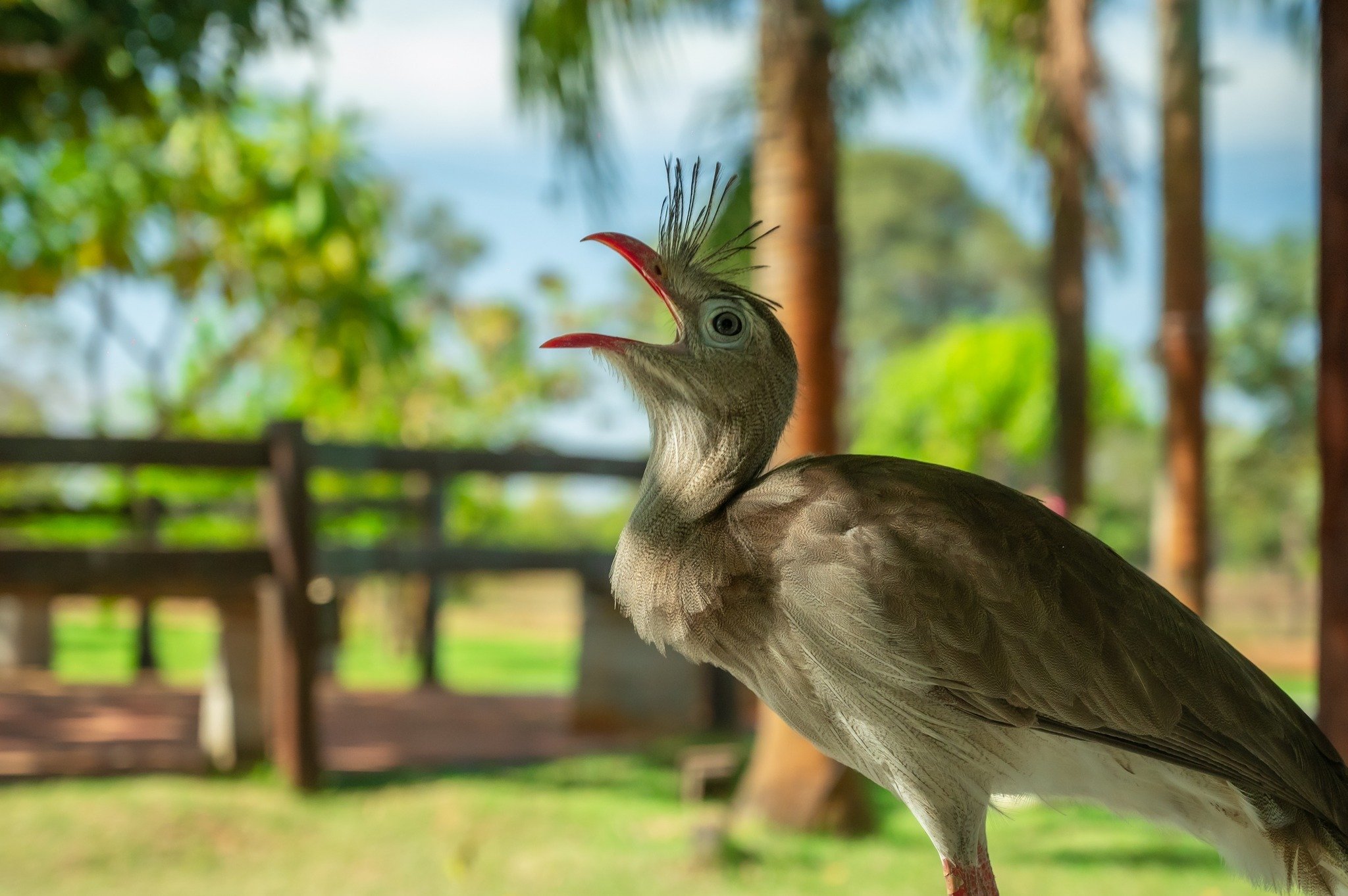 A red-legged seriema with its beak open and spiky crest raised, perched near a rustic lodge on a pantanal jaguar budget safari