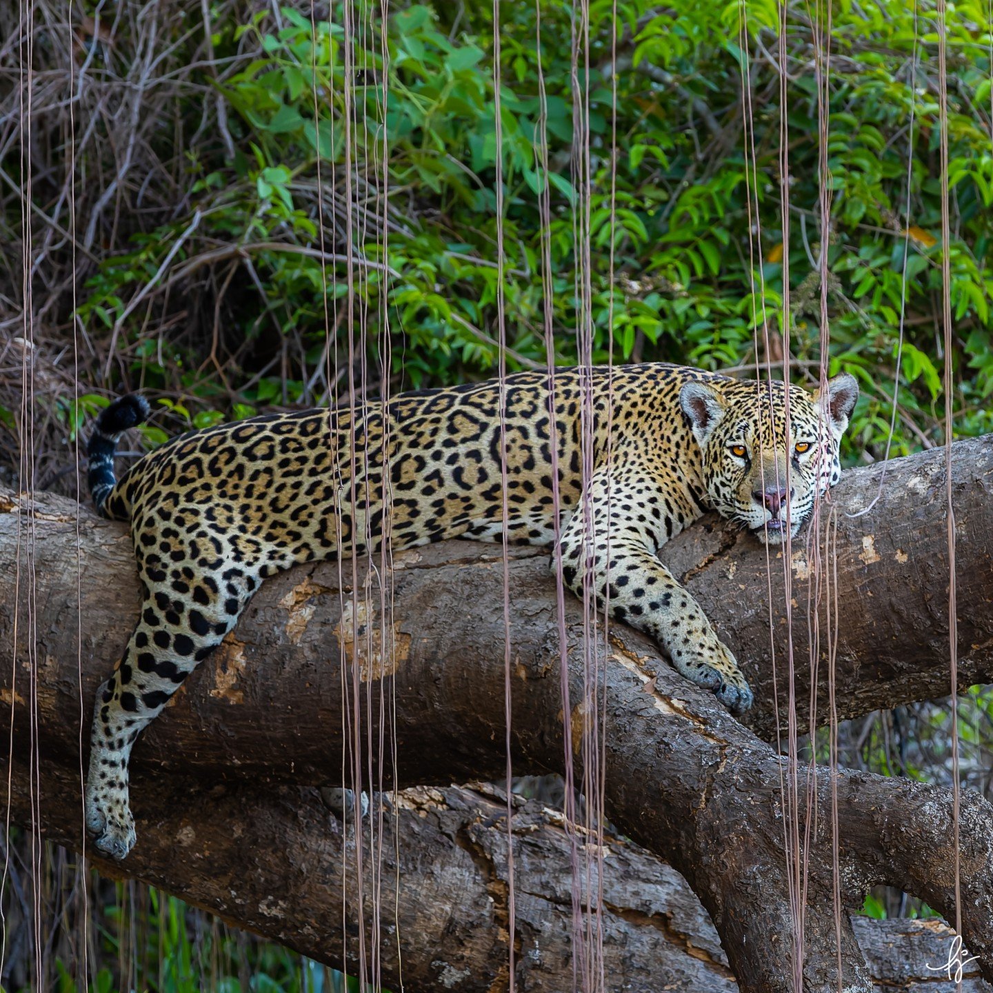 Draped across the logs like he owns the river — and he does. A jaguar resting draped across thick fallen logs, its golden spotted coat vivid against hanging aerial roots and lush green riverside foliage — a striking pantanal jaguar budget safari sighting
