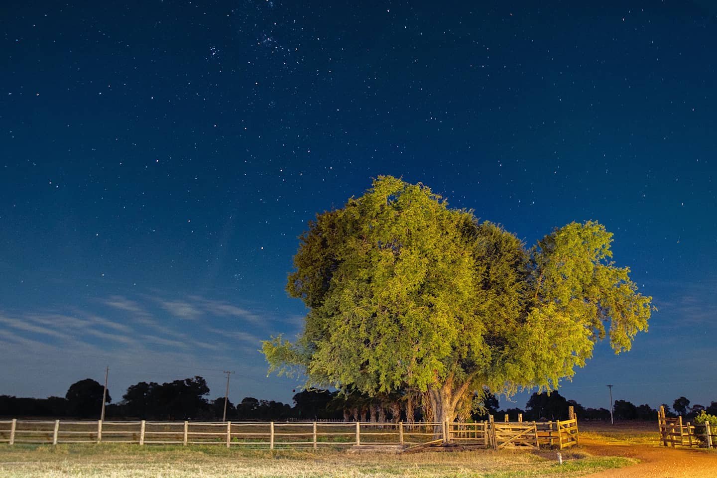 Stars over the ranch — your Pantanal adventure begins tonight. A large leafy tree glows under a brilliant starry sky above a wooden ranch fence on a pantanal jaguar budget safari