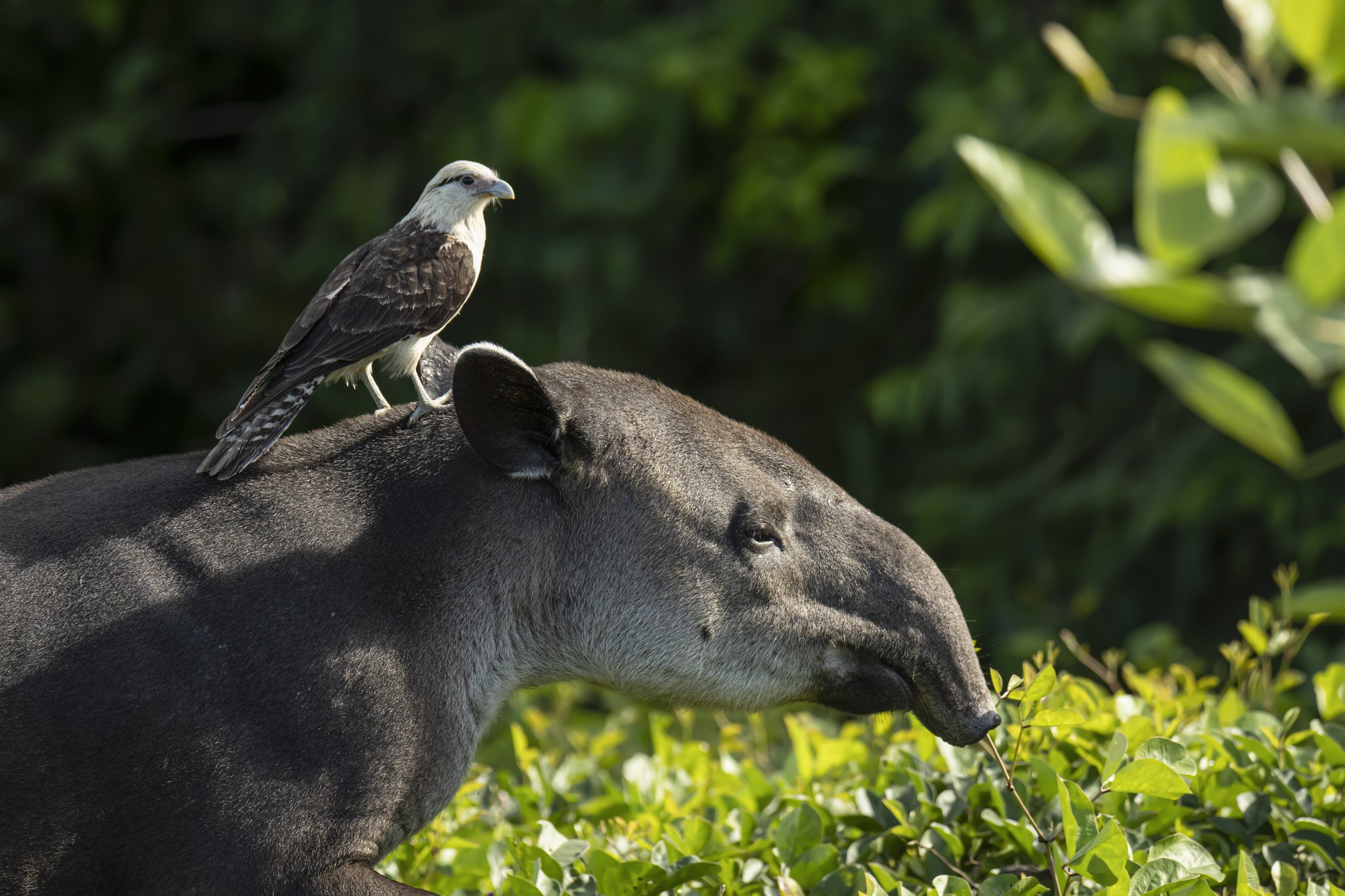 Two species, one unhurried moment — the caracara hitches a ride while the tapir grazes on. Photo: Patrick Gijsbers A yellow-headed caracara perched on the back of a tapir browsing lush green vegetation, a rare mutualistic encounter on a pantanal jaguar budget safari