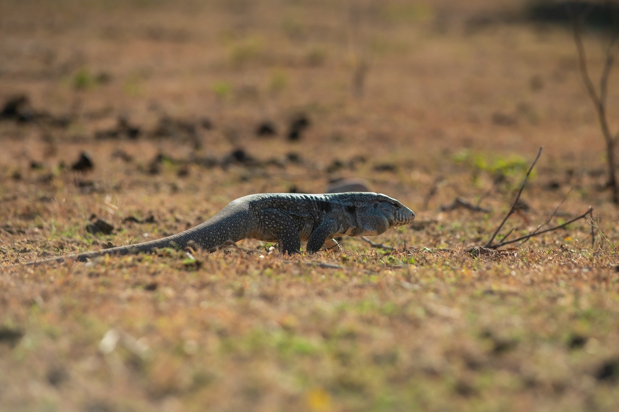 A large black-and-white spotted tegu lizard striding across dry open ground on a pantanal jaguar budget safari