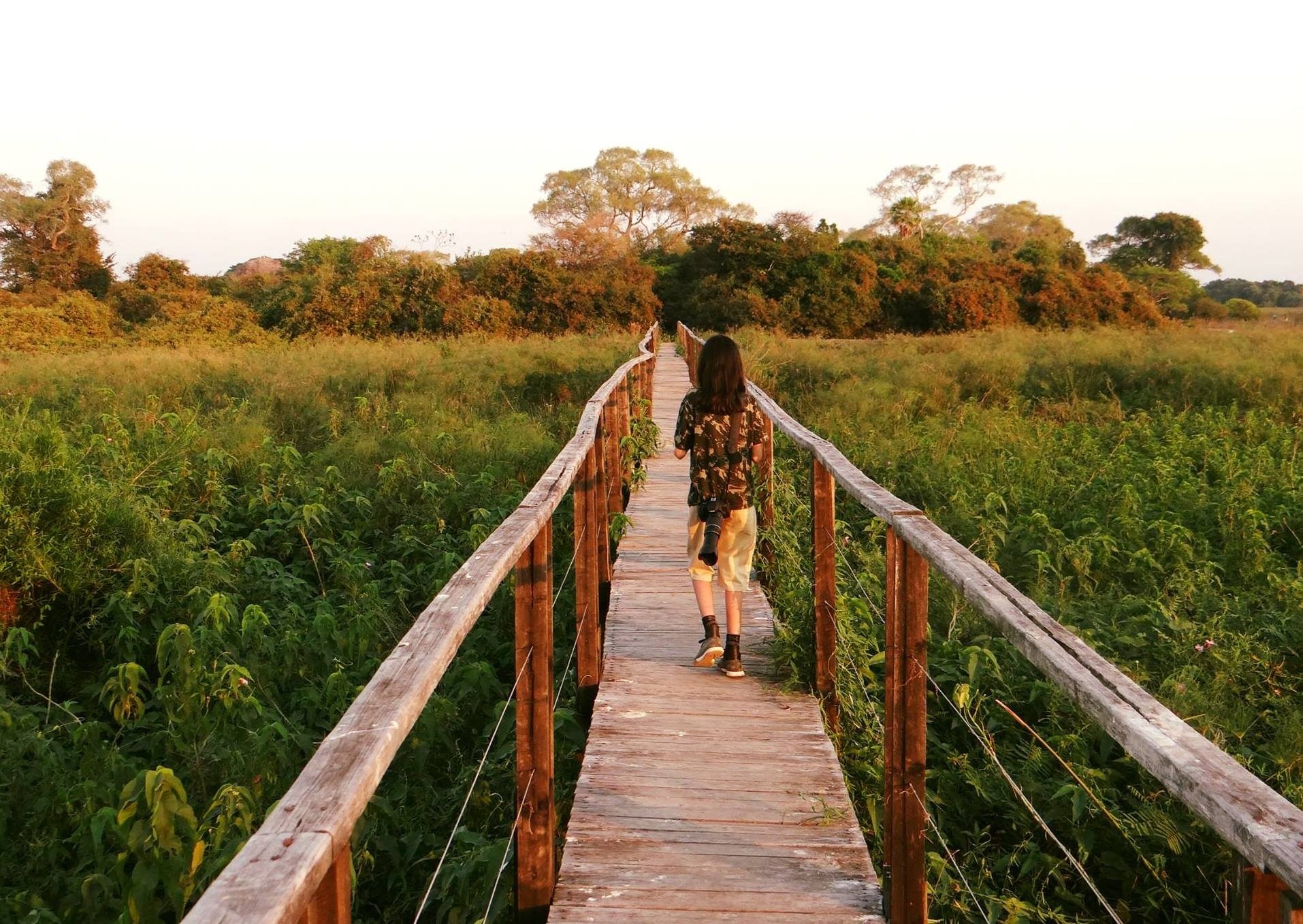 One plank at a time, deeper into the wild. A visitor with a camera walks along a rustic wooden boardwalk stretching through lush wetland vegetation on a pantanal jaguar budget safari