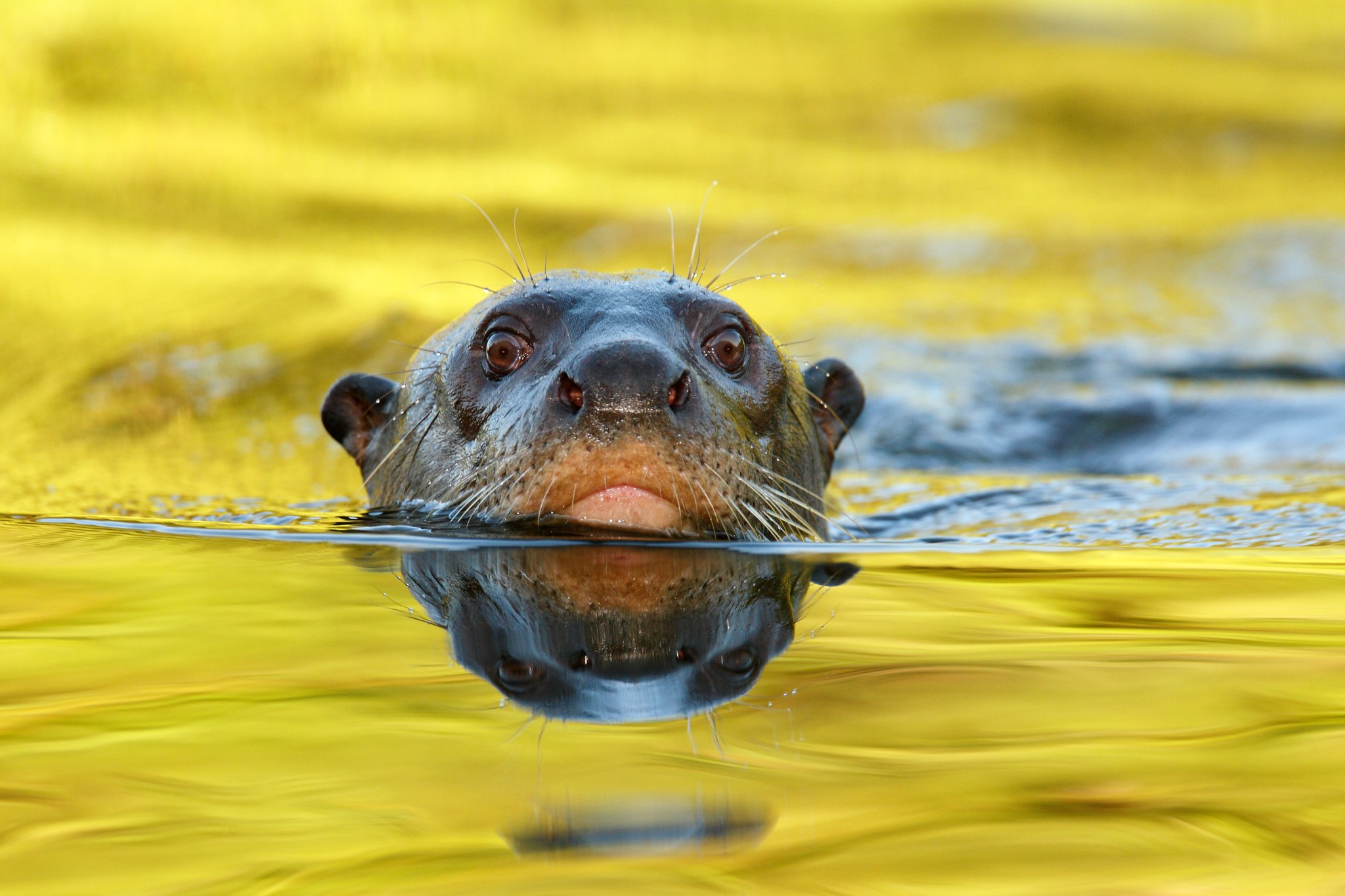 Eye-level with one of the Pantanal's most charismatic predators. Photo: thejack Photo 4
