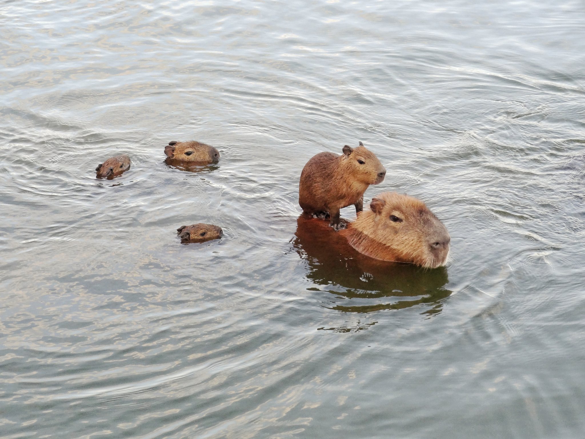 Tiny passenger, very patient ride — a capybara pup hitches a lift across the river. Photo: Yuina Takase Photo 7
