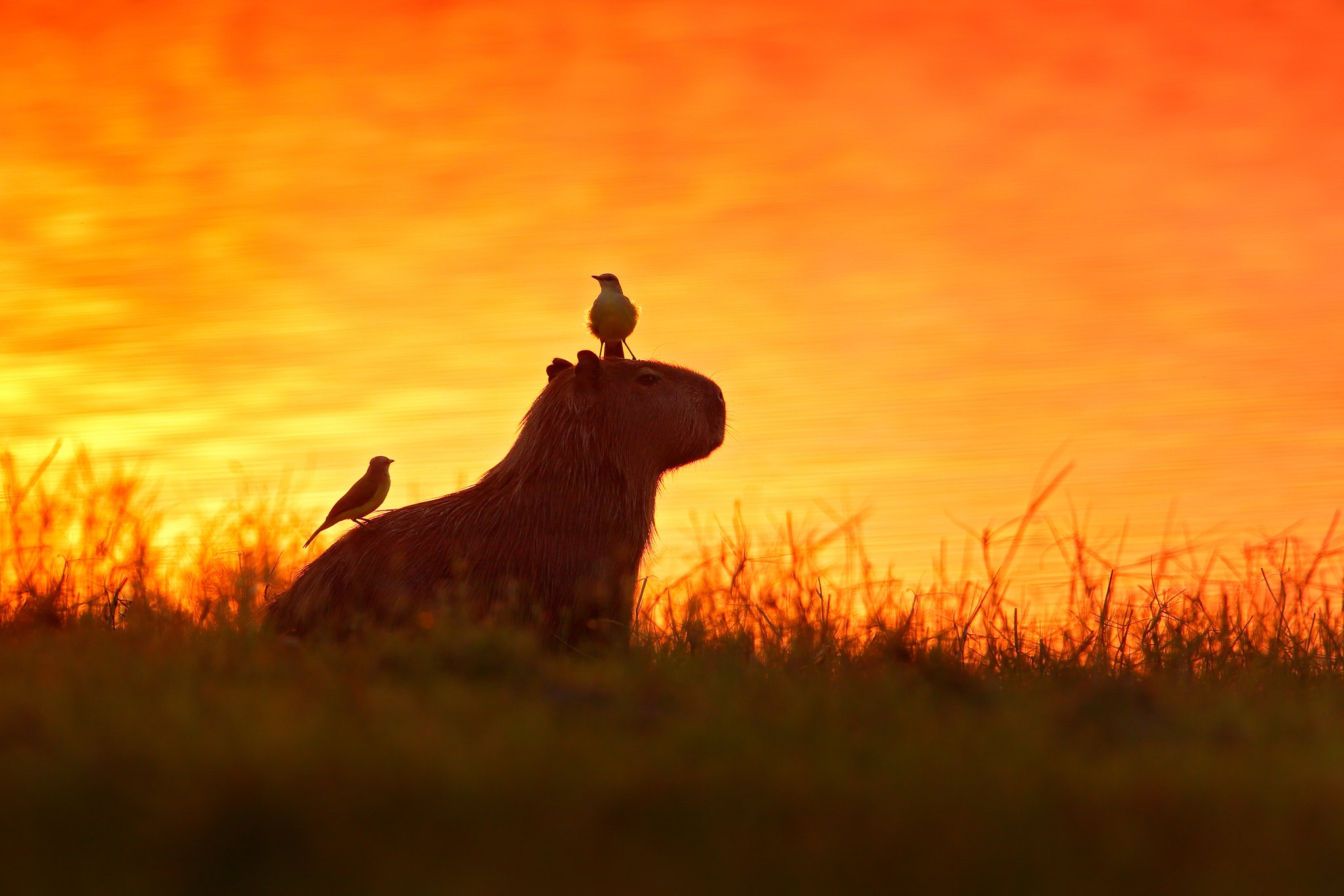 Small birds, one giant rodent, and a sky on fire. Photo: Ondrej Prosicky Photo 3