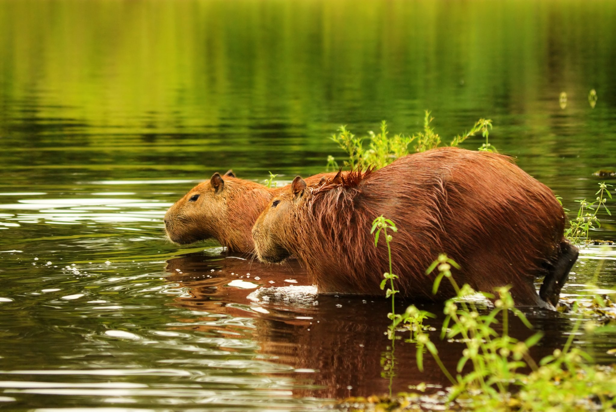 Soggy and unbothered — two capybaras wade through calm wetland waters. Photo: JohannesCompaan Photo 6