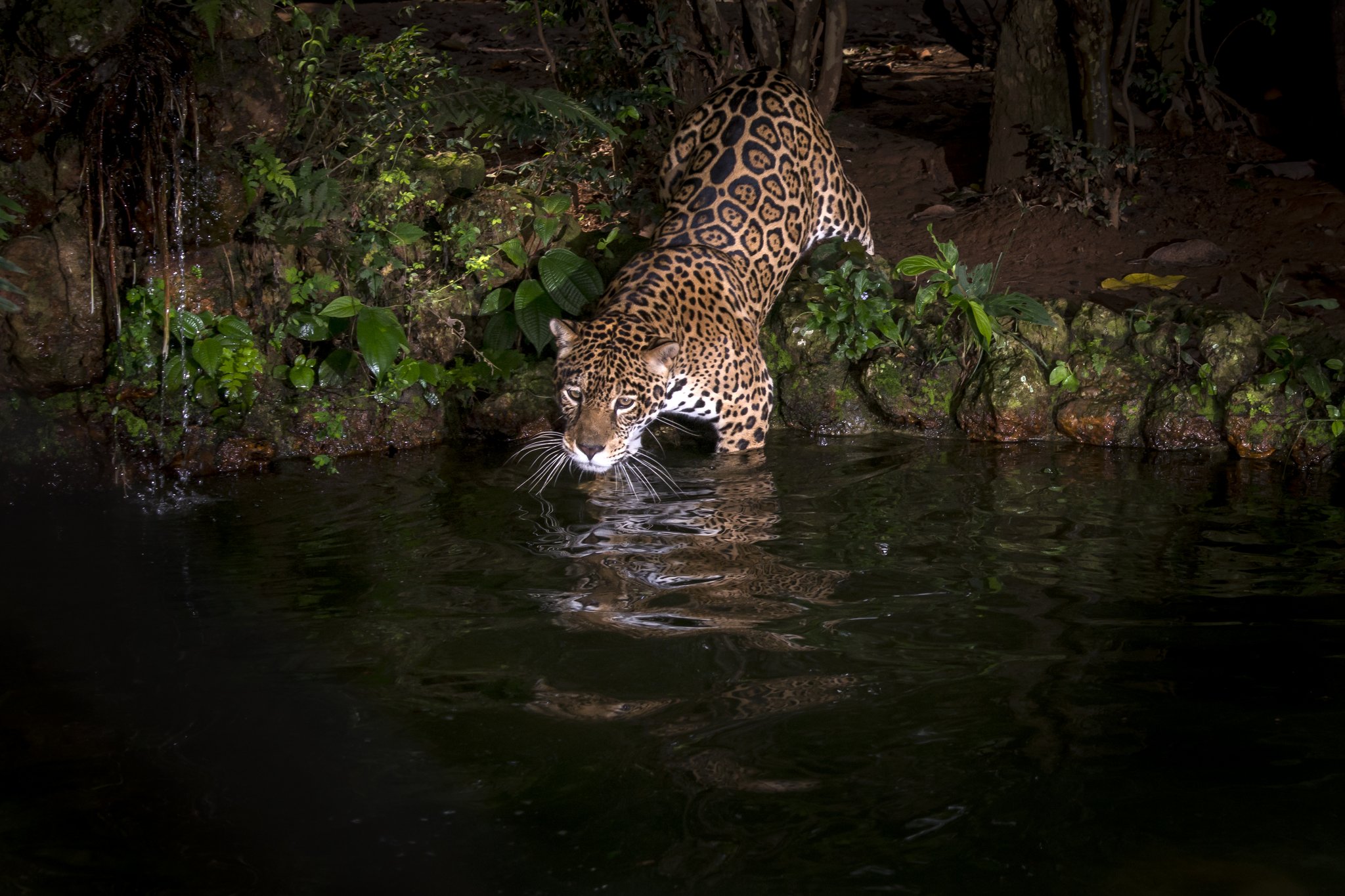 Into the darkness — a jaguar enters the water without hesitation. Photo: LeoMercon Photo 9