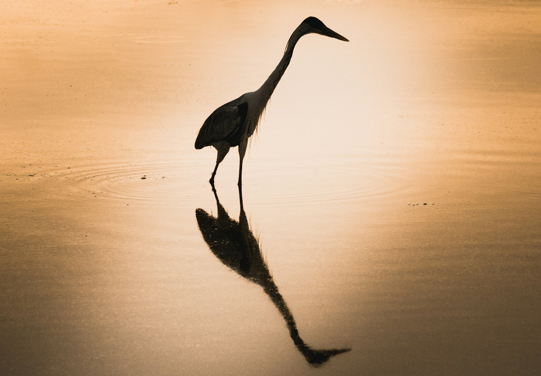 Perfectly doubled — a heron's silhouette burns gold on glassy water at dusk. Photo 5