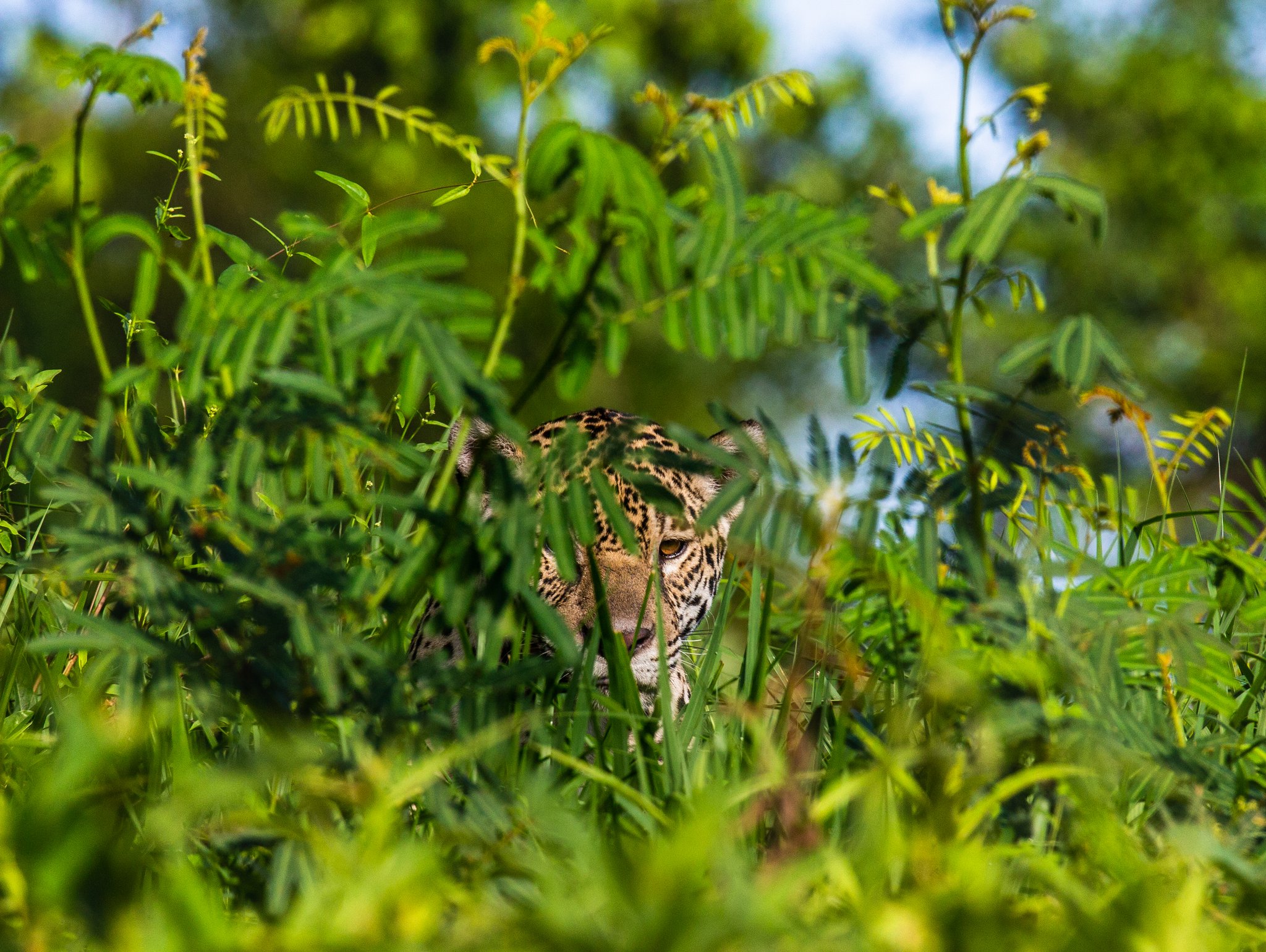 Spotted, still, and almost invisible — the master of concealment. Photo: ANDREYGUDKOV Photo 4