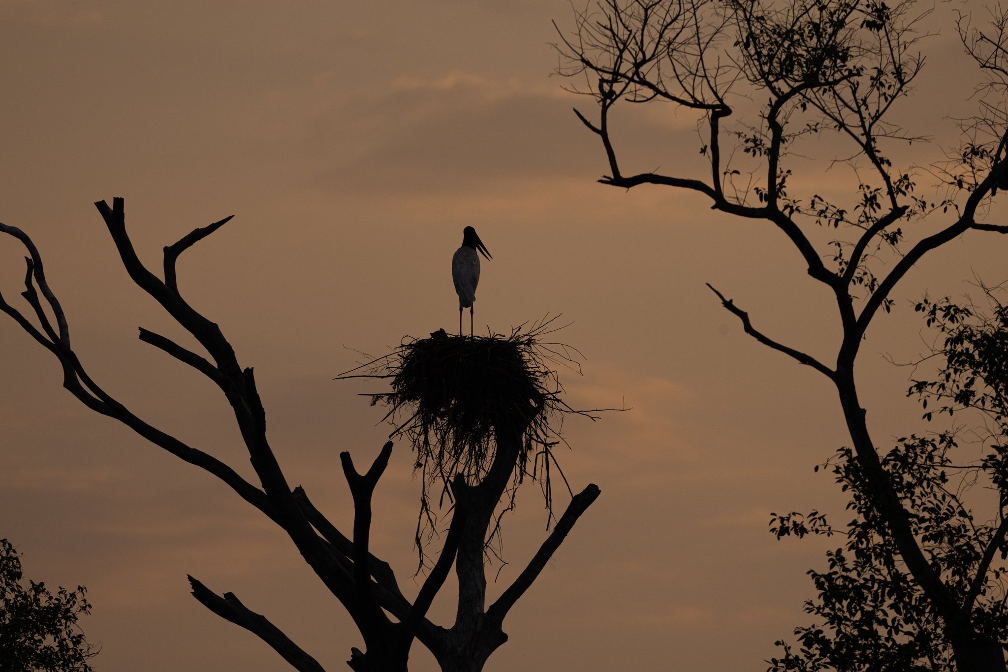 Sentinel at dusk — a jabiru stork guards its treetop nest as the sky turns amber. Photo: SERGIO MORAES Photo 7