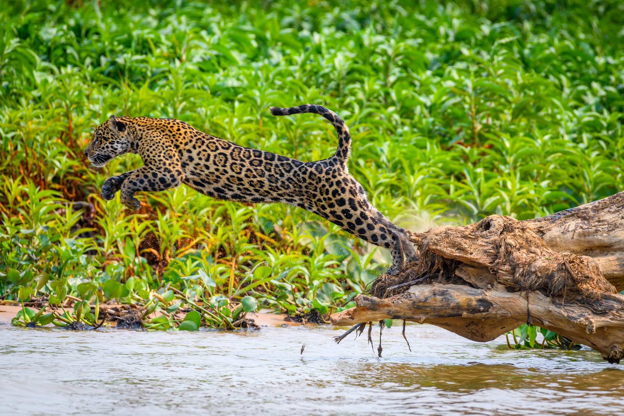 Full stretch, full power — a jaguar launches off a riverside log. Photo: Aleksandrs Orlovs Photo 1