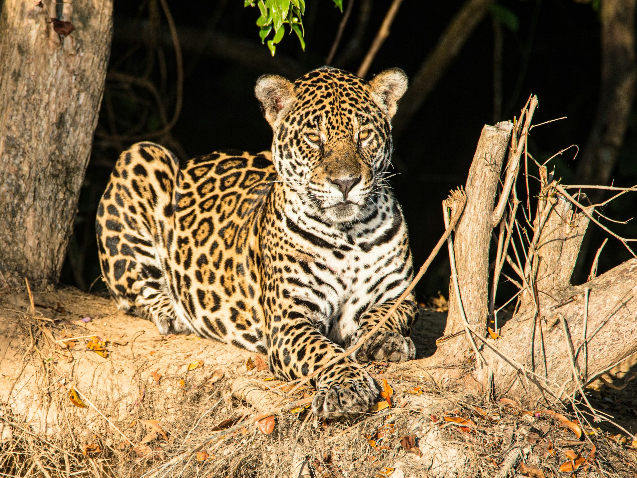 Unblinking, unhurried — a jaguar holds its ground on the riverbank. Photo 5