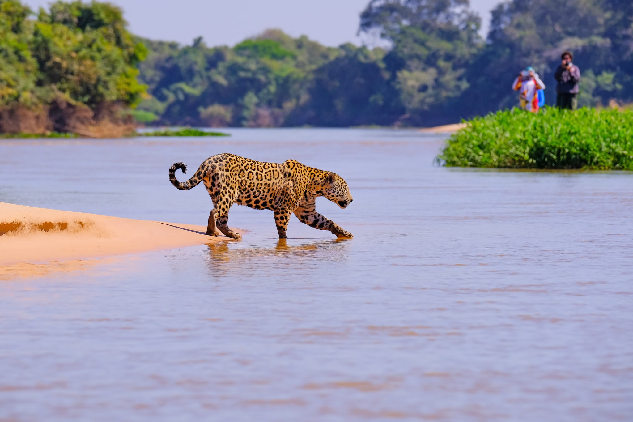 Paws in the shallows, the big cat owns the river. Photo: reisegraf Photo 8