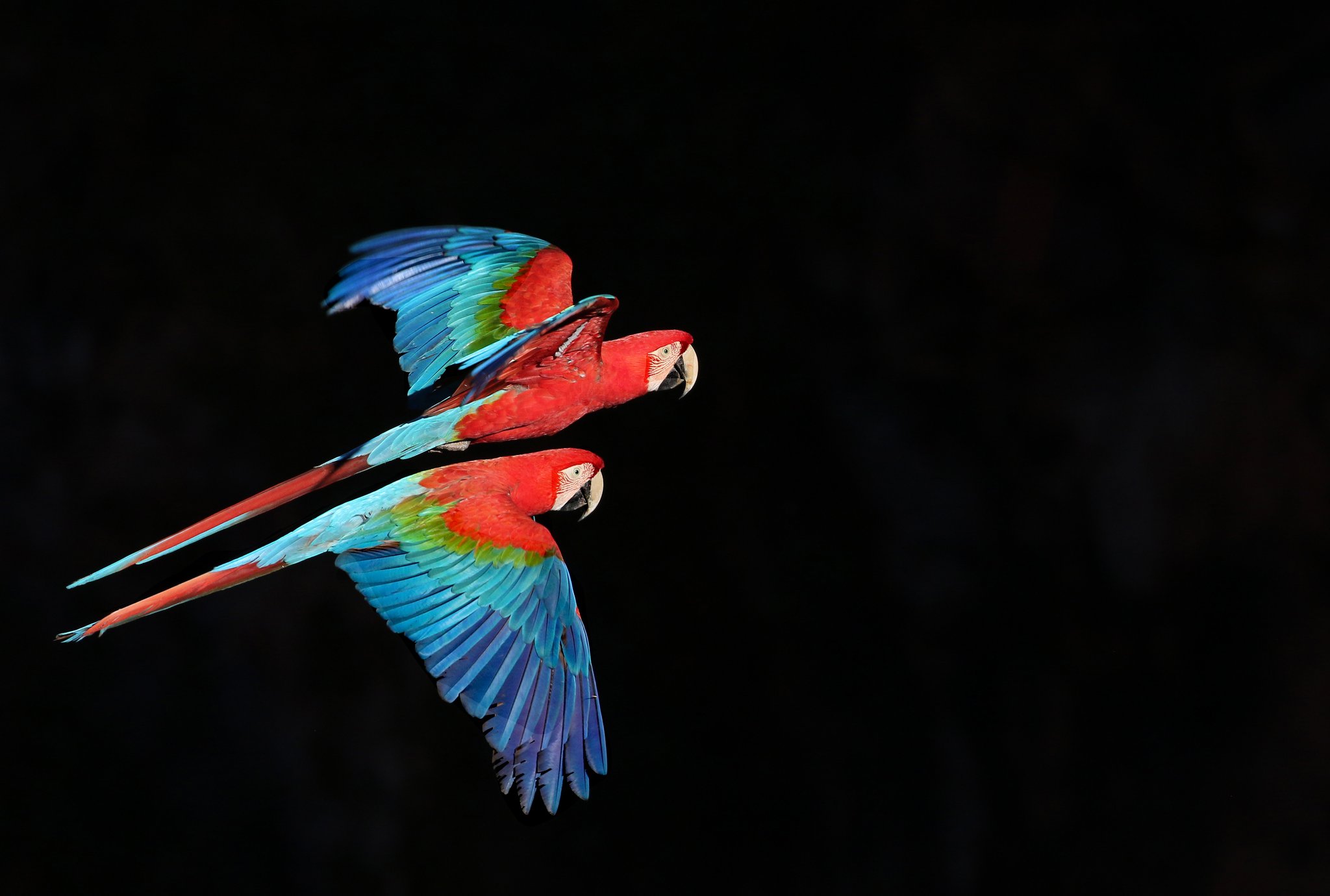 Scarlet wings slicing the darkness — a pair of red-and-green macaws caught mid-flight. Photo: Paulo Barreiros Photo 2