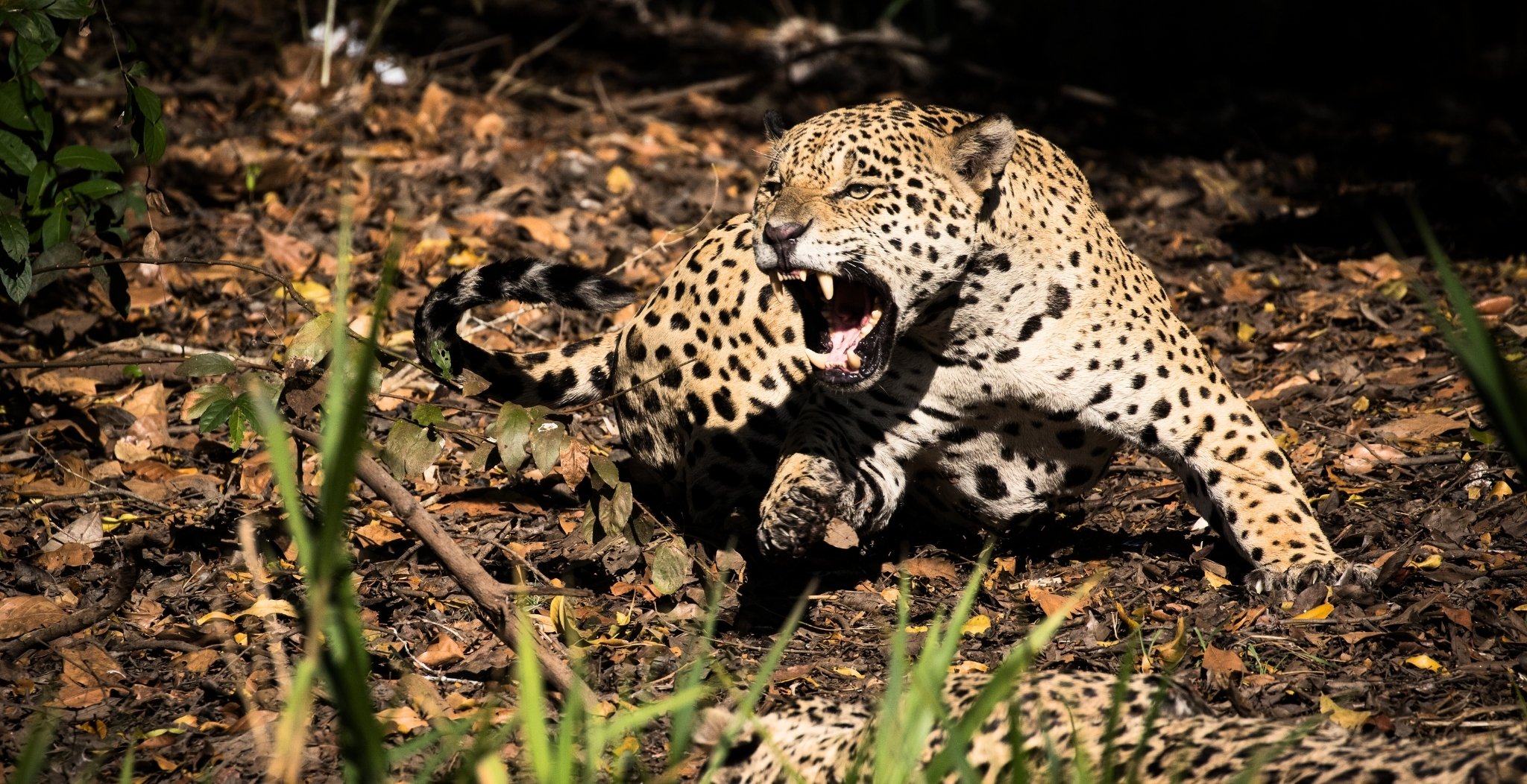 Pantanal Jaguar Safari in Porto Jofre, Cuiabá