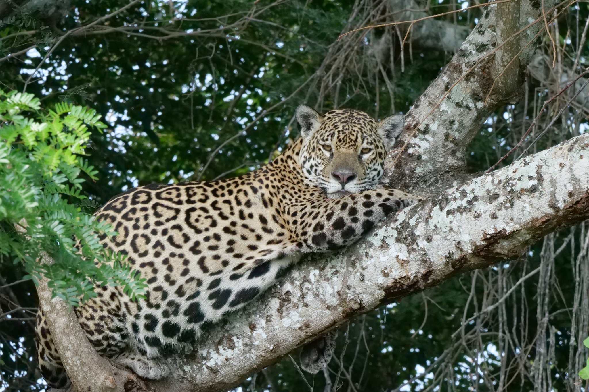 Stretched out on a branch, utterly at ease — a jaguar on its own terms. Photo: Fearless on Four Wheels Photo 6