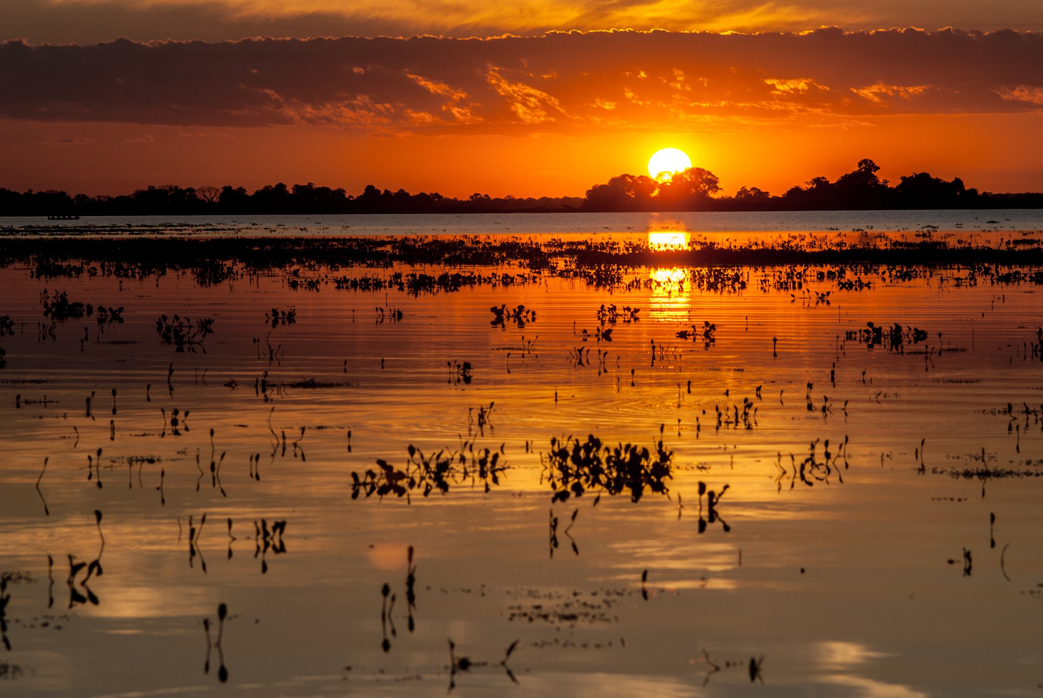 Molten gold spilled across the floodplain — the Pantanal at its most elemental. Photo: AlexanderDavid Photo 2