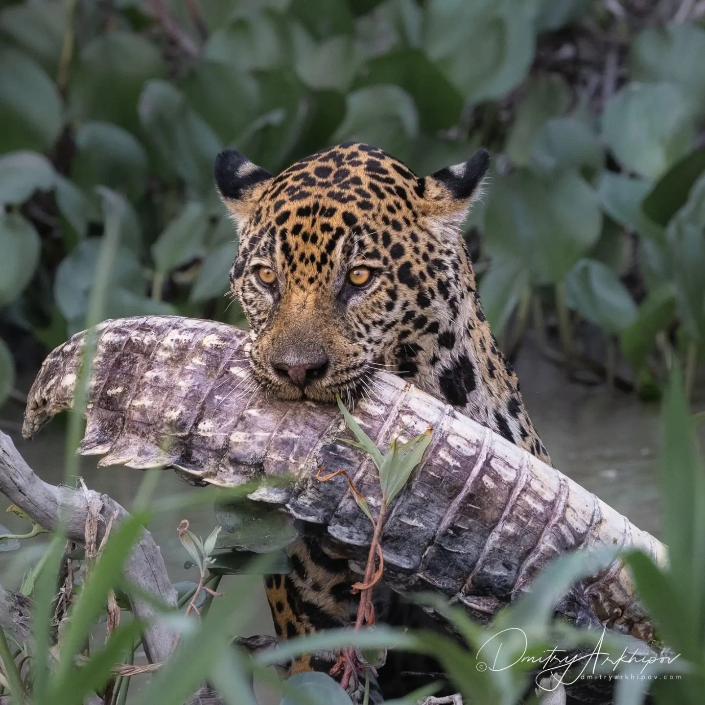 A wild jaguar stares directly at the camera while gripping a large caiman in its jaws, surrounded by dense riverside vegetation in the Pantanal