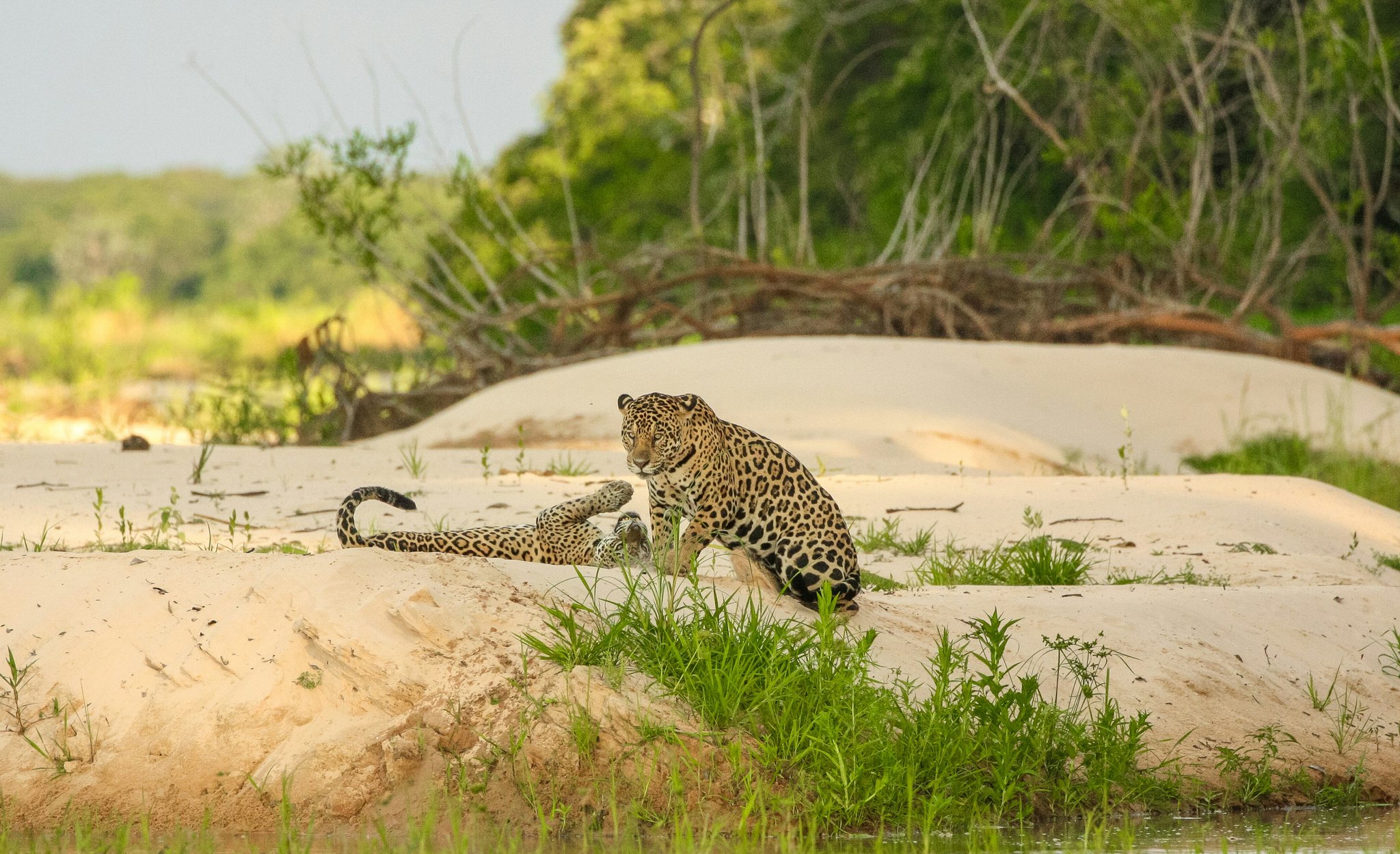 Two wild jaguars playing together on a white sand riverbank surrounded by lush green Pantanal vegetation, a classic sighting on pantanal jaguar tours