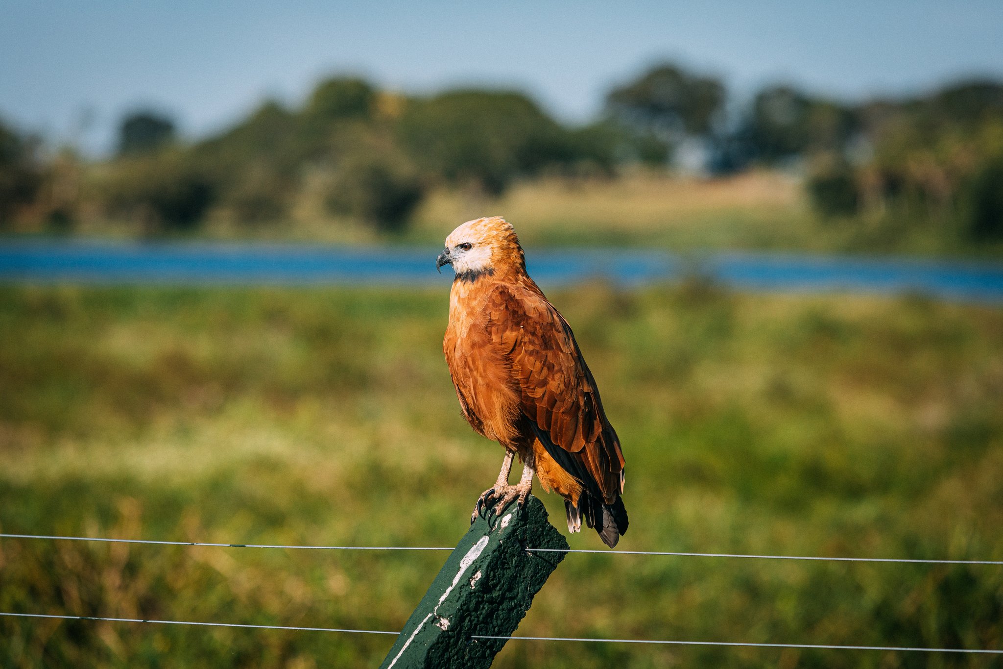 Rust-red feathers, sharp eyes — a black-collared hawk surveys the wetland from its favourite perch. A black-collared hawk with rich rufous plumage and a pale head perches on a green fence post during a pantanal luxury safari, with flooded wetland grassland glowing behind it