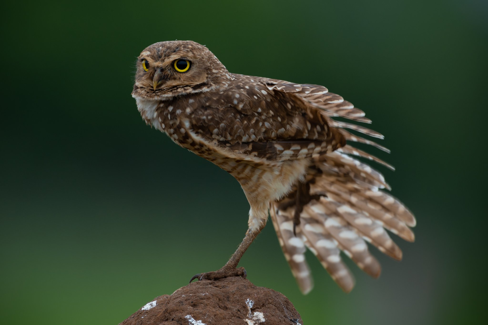 Caught mid-stretch, a burrowing owl commands its tiny stage. A burrowing owl balances on one leg atop a small mound, wings fanned wide, its bright yellow eyes fixed on the camera during a pantanal luxury safari