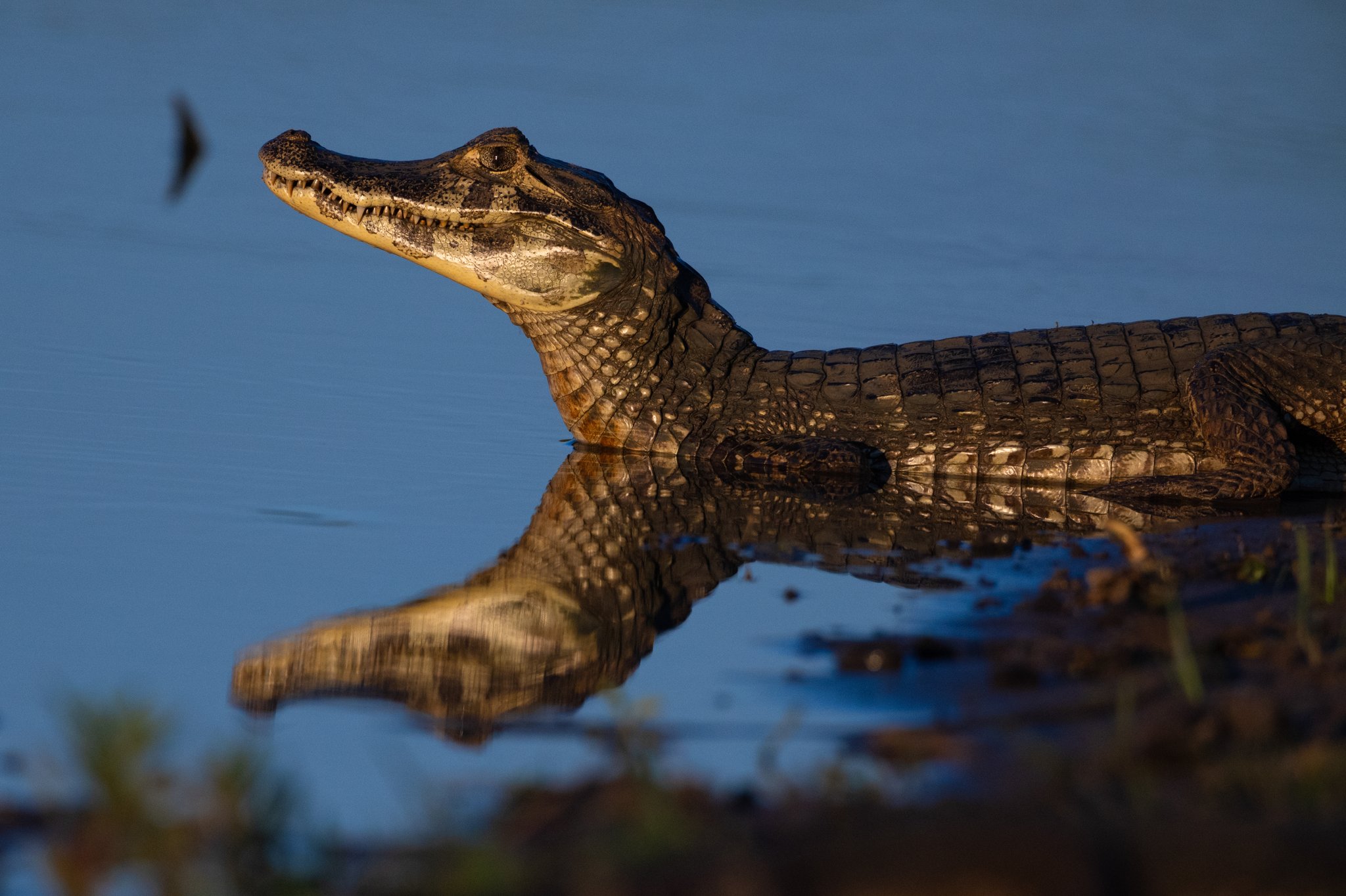 Scales like armour, reflected in glass — a young caiman owns the shallows. Photo: Keith Ladzinski A young caiman rests at the water's edge on a pantanal luxury safari, its textured scales and pale throat reflected in the still blue water below