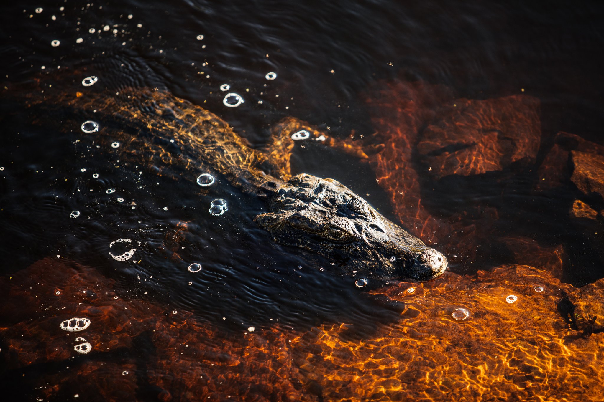 Ancient instincts, inches below the surface. A caiman gliding just beneath the surface of dark tannin-rich water during a pantanal luxury safari, its scaly back and snout catching warm amber light amid rising bubbles