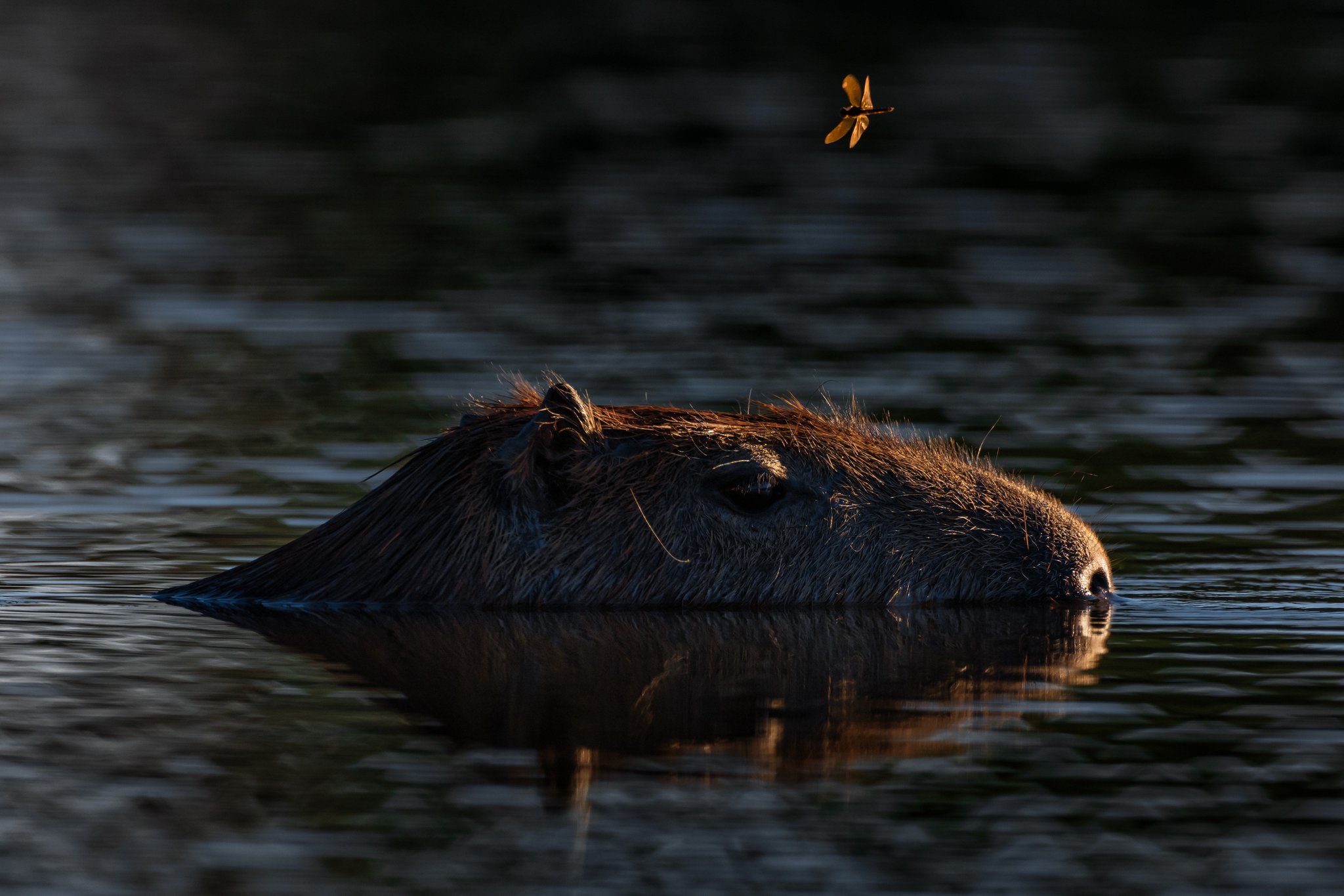 Still water, two worlds — a capybara at rest and a dragonfly suspended in golden light. A capybara almost fully submerged in dark water during a pantanal luxury safari, its head glowing in warm backlight while a golden dragonfly hovers above
