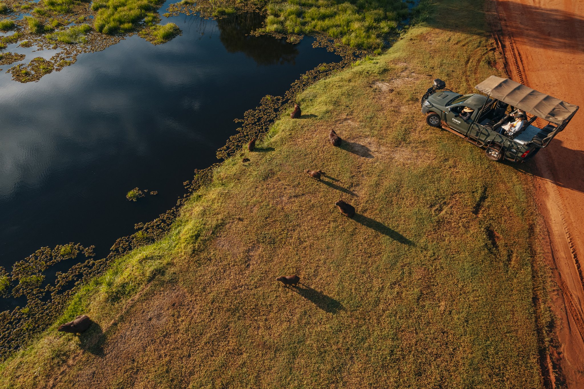 Long shadows, a still lagoon, and five capybaras utterly unbothered by their audience. Photo: Felipe Castellari Aerial view of a pantanal luxury safari vehicle parked beside a lagoon as a group of capybaras grazes along the grassy bank at golden hour