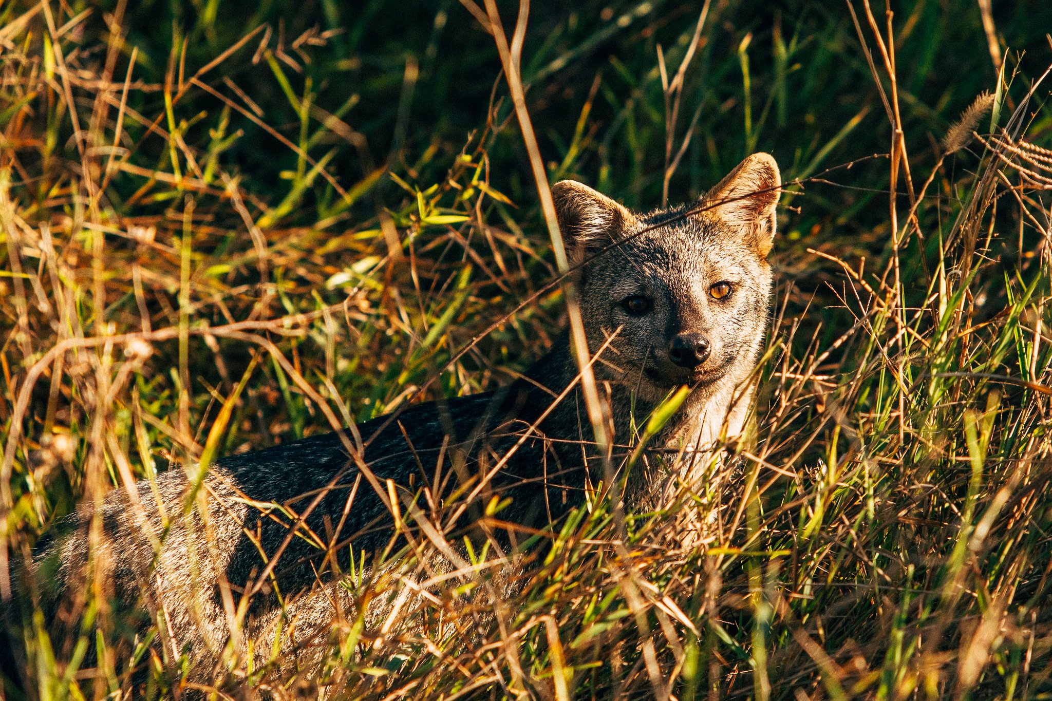 Amber eyes through the grass — a crab-eating fox holds its ground. A grey-and-tan canid rests low in golden savanna grass, gazing directly at the camera during a pantanal luxury safari