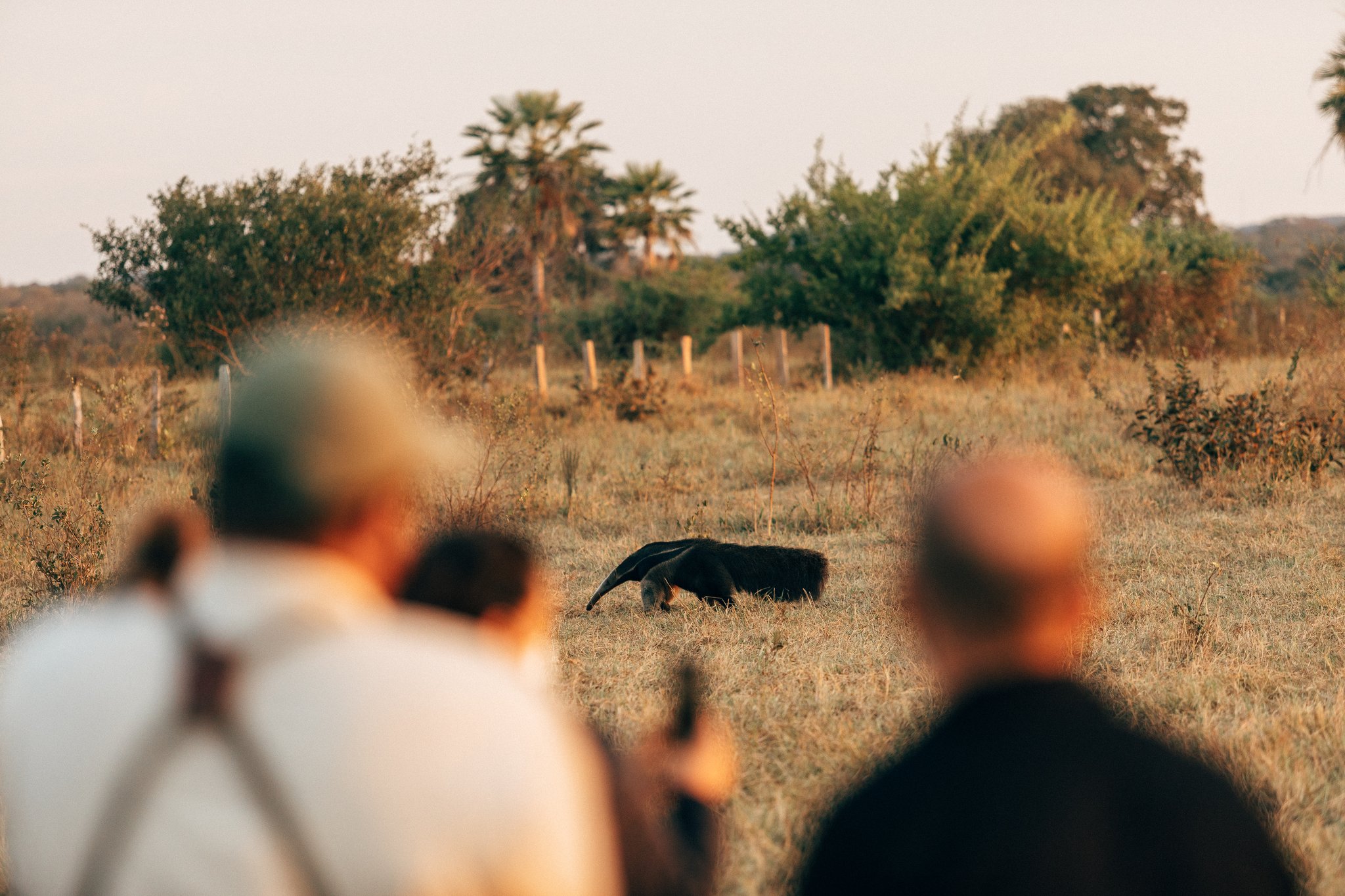 Hushed breath, cameras raised — a giant anteater crosses the open savanna at dusk. Two ecotourists watch and photograph a giant anteater foraging across open grassland scrub on a pantanal luxury safari at golden hour