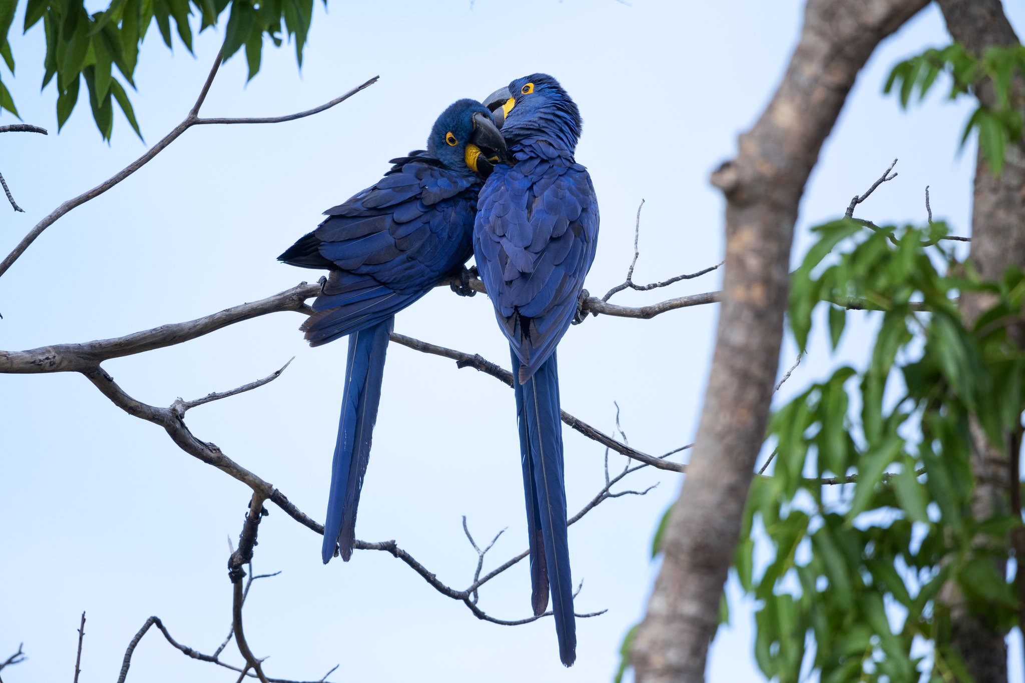 Bonded for life — hyacinth macaws share a quiet moment in the canopy. Two hyacinth macaws preening each other on a bare branch during a pantanal luxury safari, their cobalt-blue plumage and yellow eye-rings vivid against a pale sky